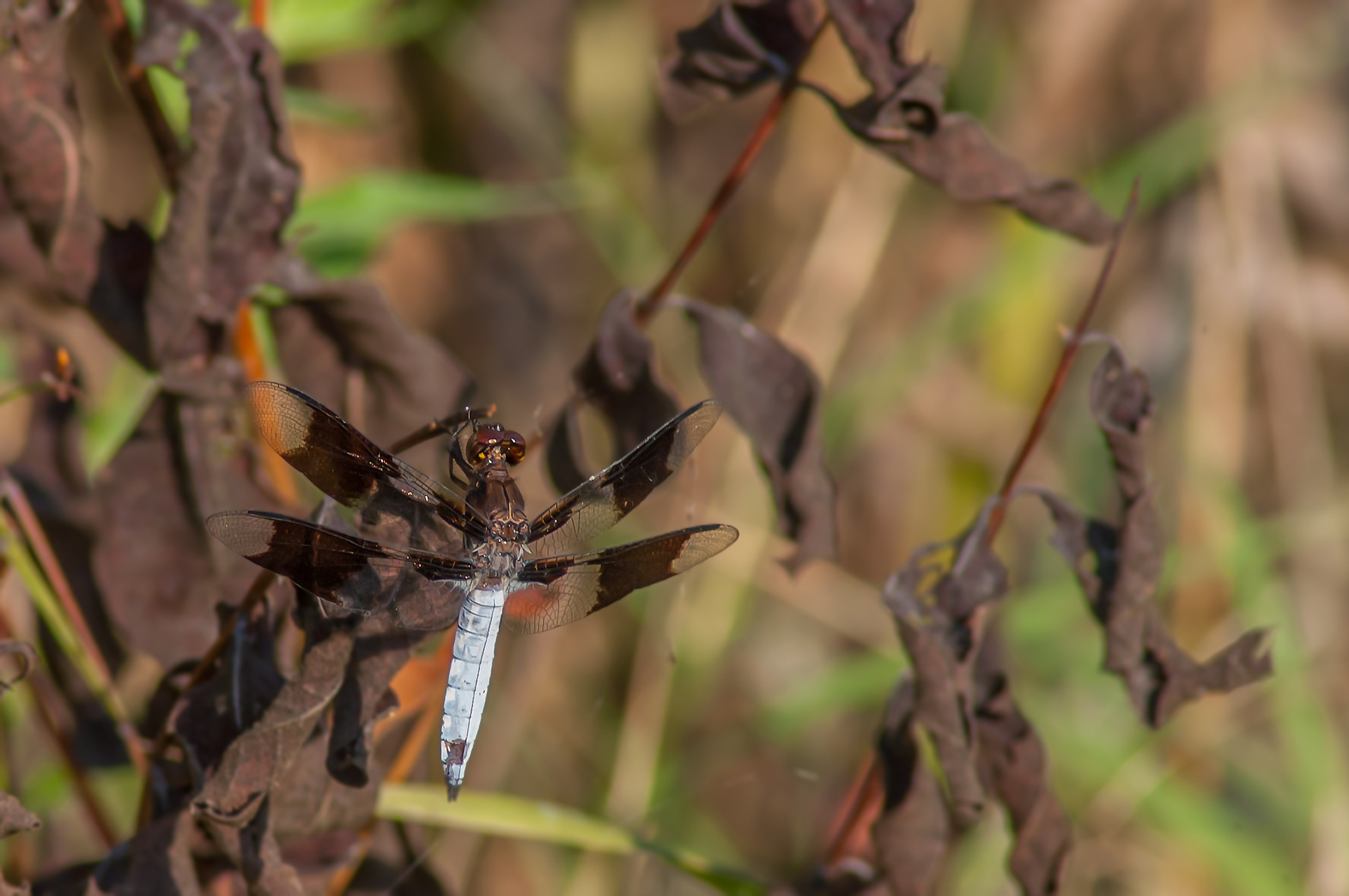 Common Whitetail - Male(Plathemis lydia )