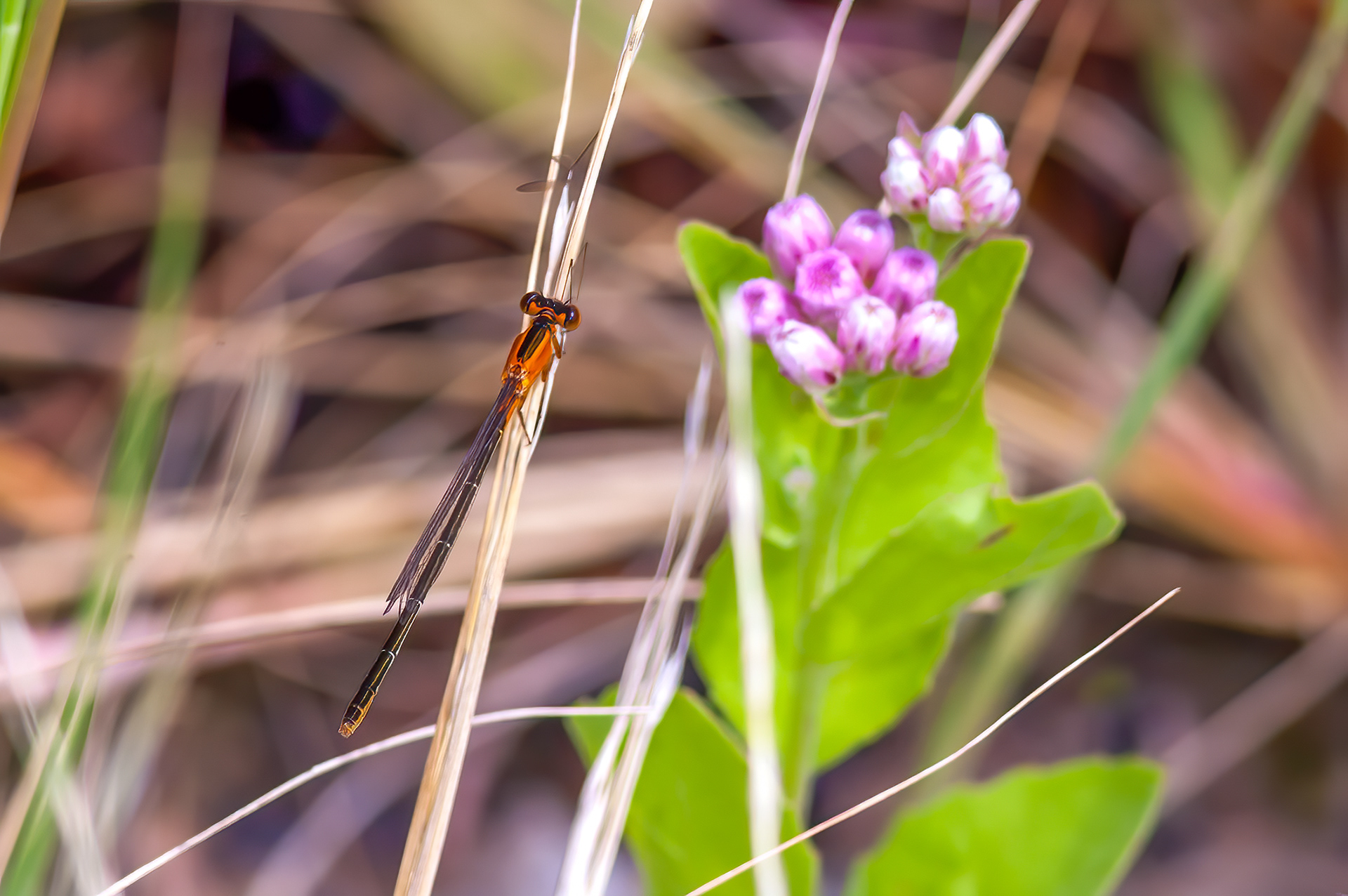 Rambur's Forktail  (Ischnura ramburii)