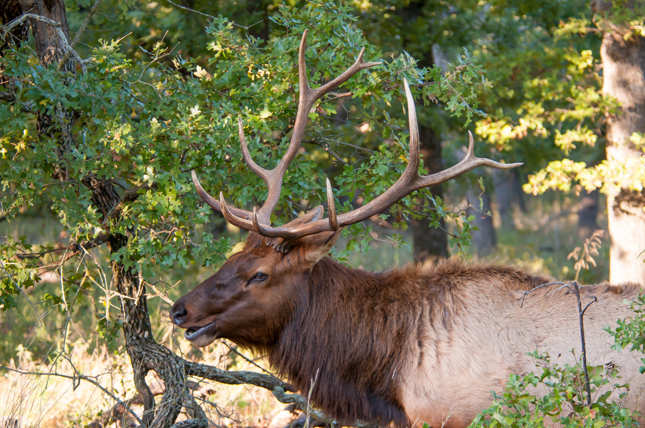 Big Bull Elk in the Wichita Mountains National Wildlife Refuge