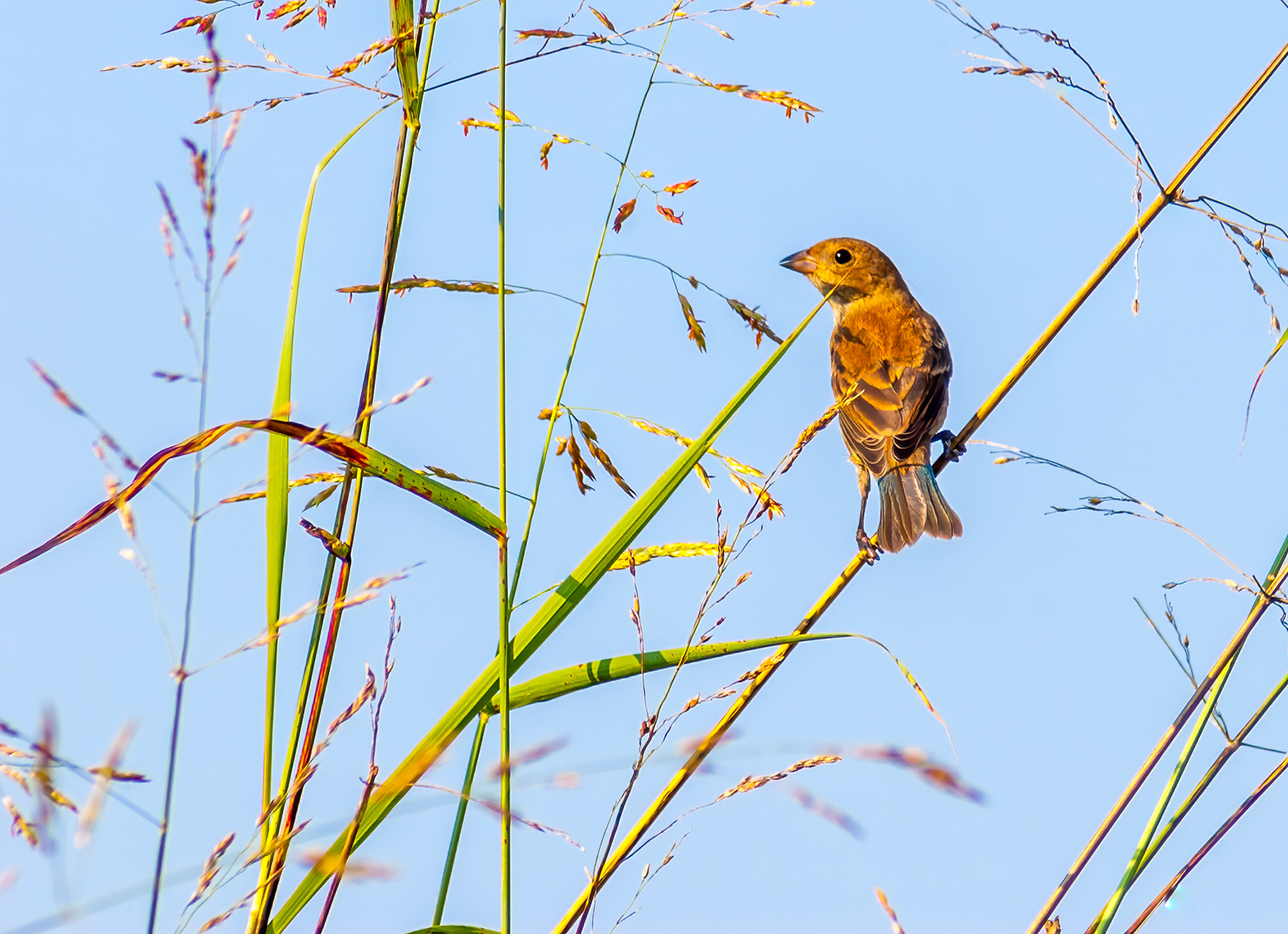 Indigo Bunting - Feale (Passerina cyanea))