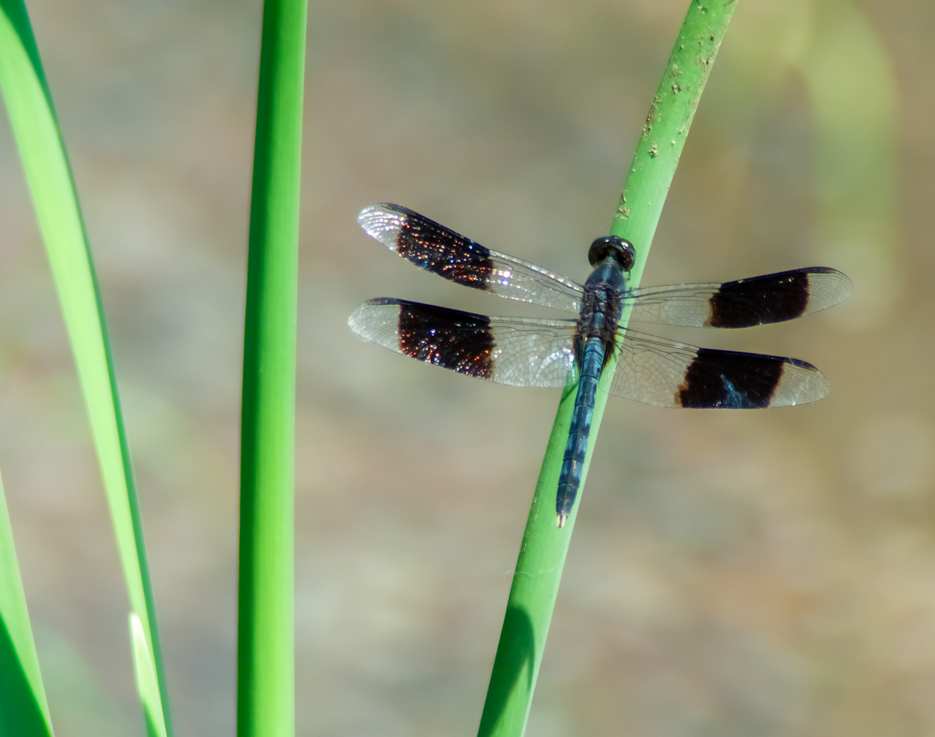 Band-winged Dragonlet (Erythrodiplax umbrata)