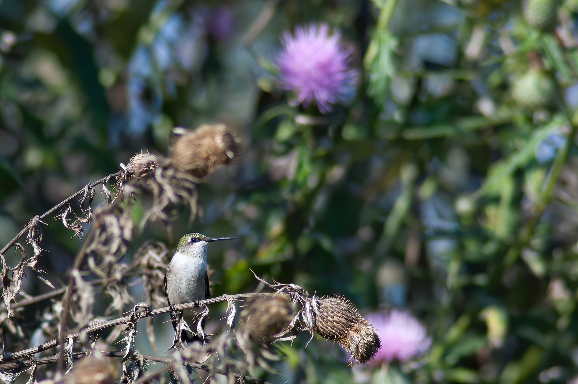 Ruby-throated Hummingbird - Female (Archilochus colubris))