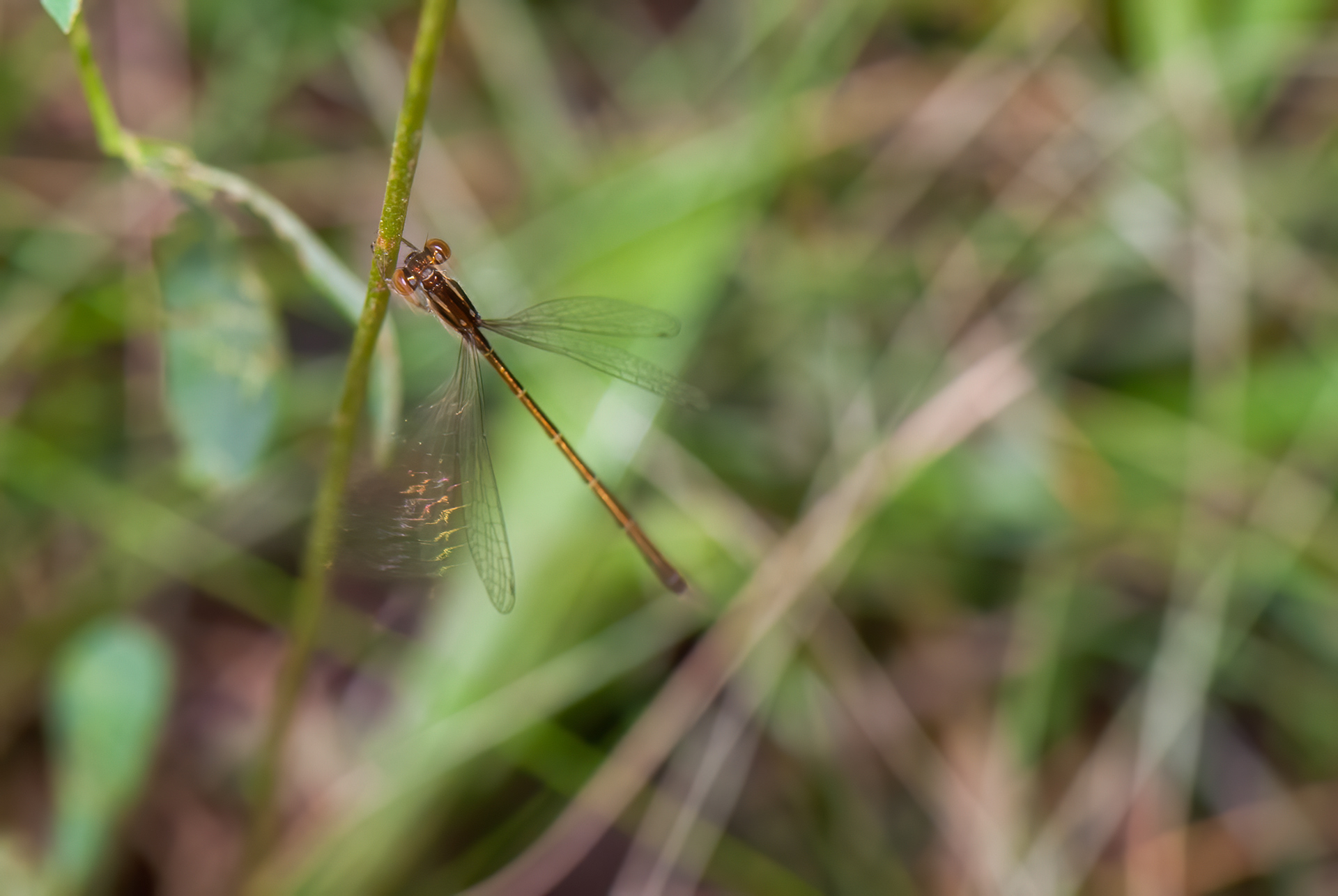 Plateau Spreadwing (Lestes alacer)