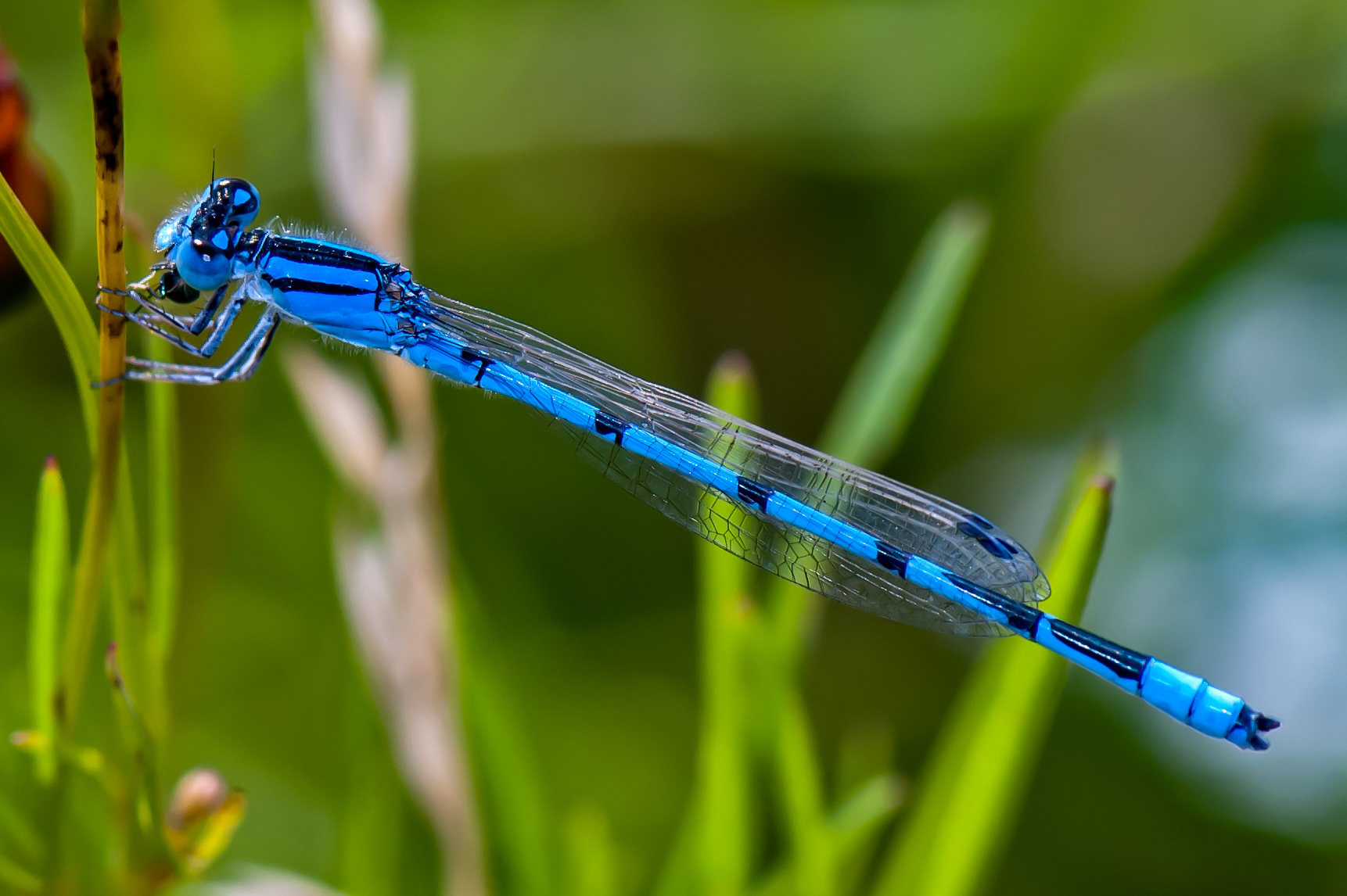 Familiar Bluet