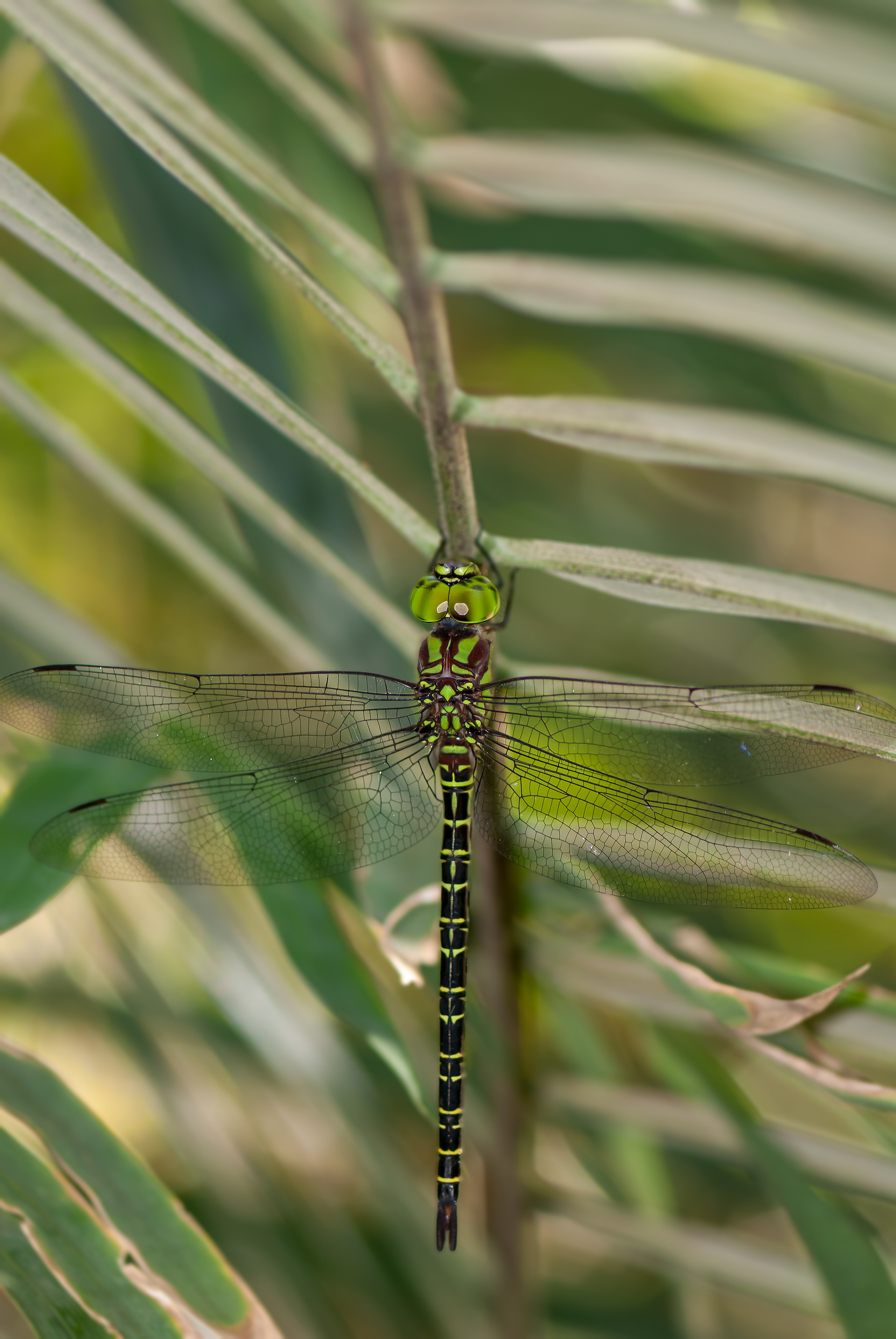 Regal Darner (Coryphaesc)