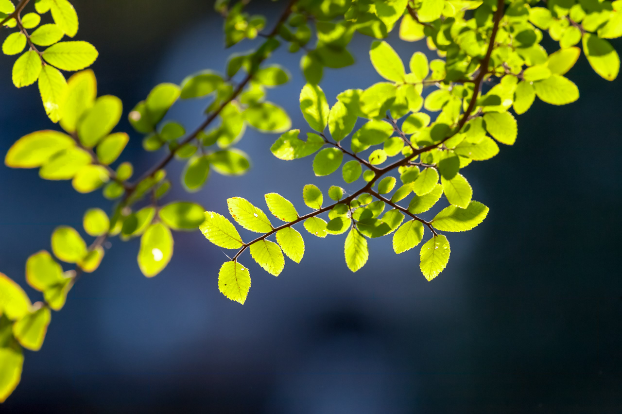 Live Oak Tree Leaves