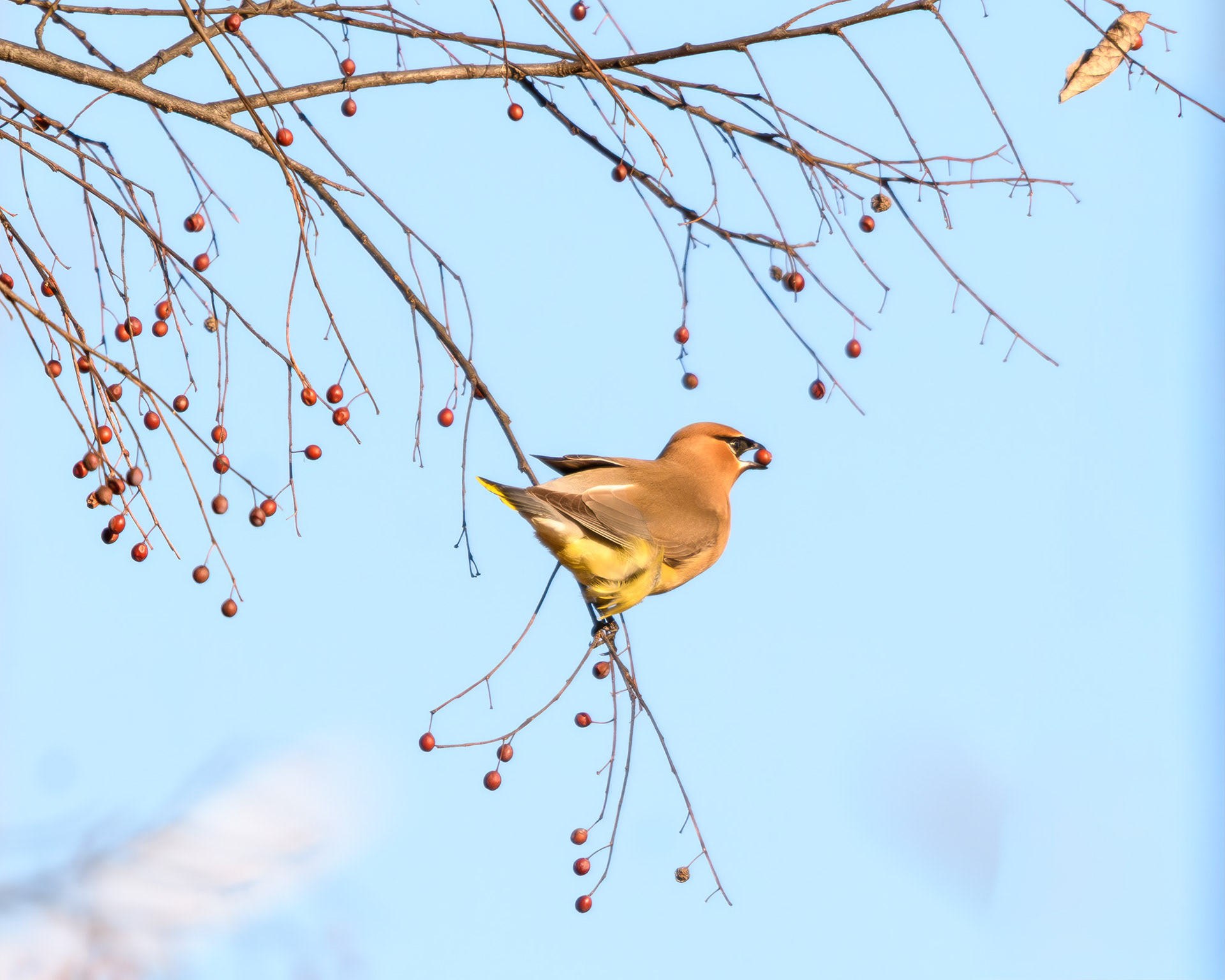 Cedar Waxwing (Bombycilla cedrorum)