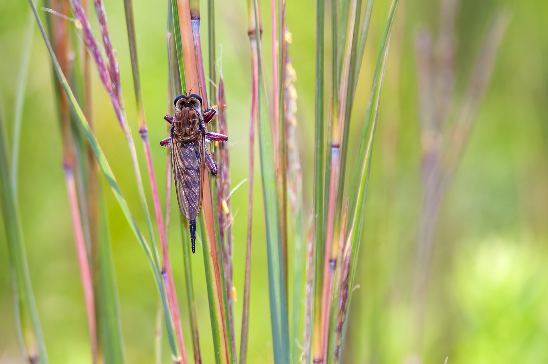 Robber Fly