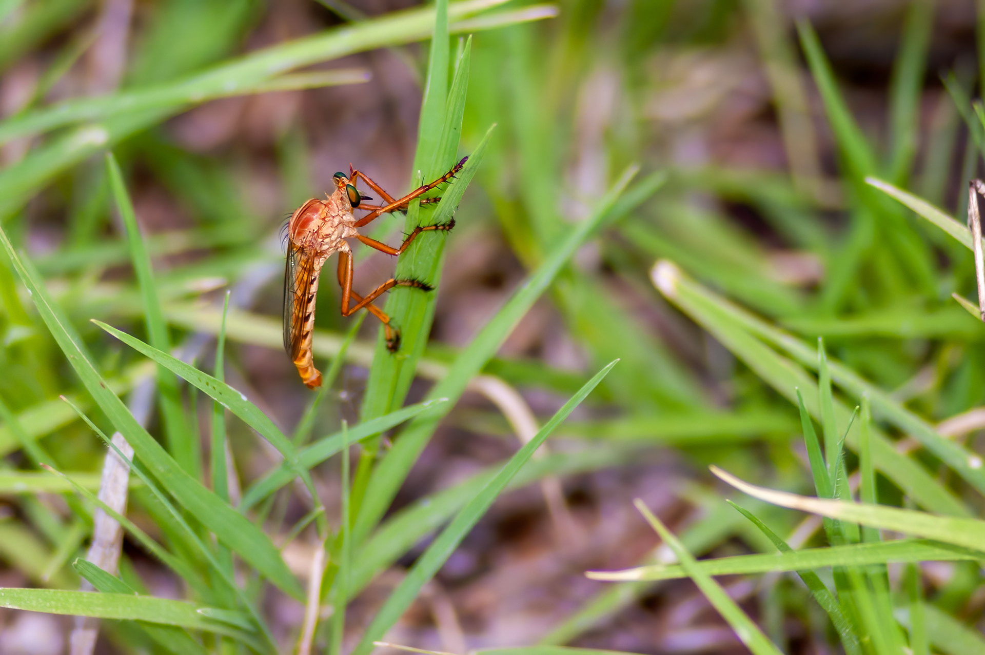 Robber Fly