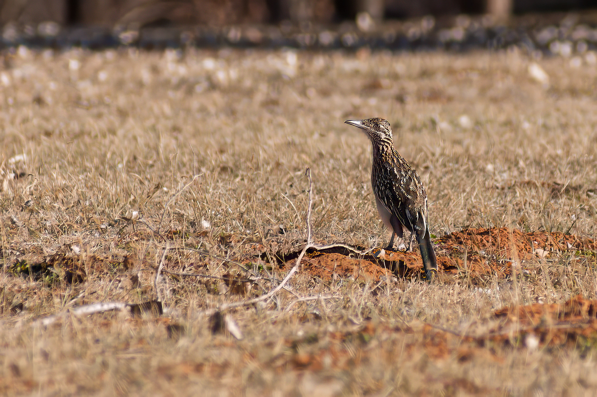Greater roadrunner (Geococcyx californianus)