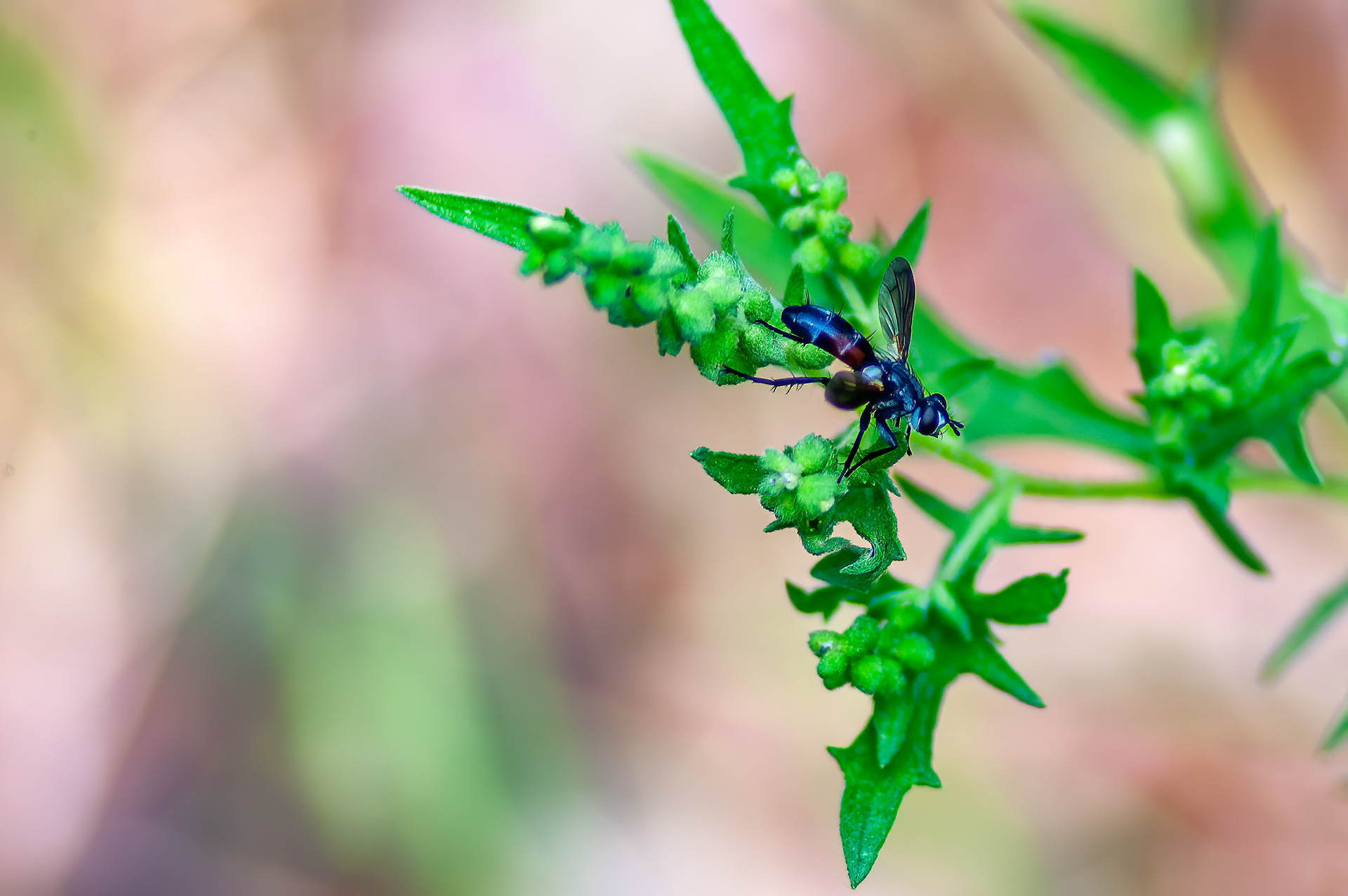 Tachnid Fly     (Tachinidae)