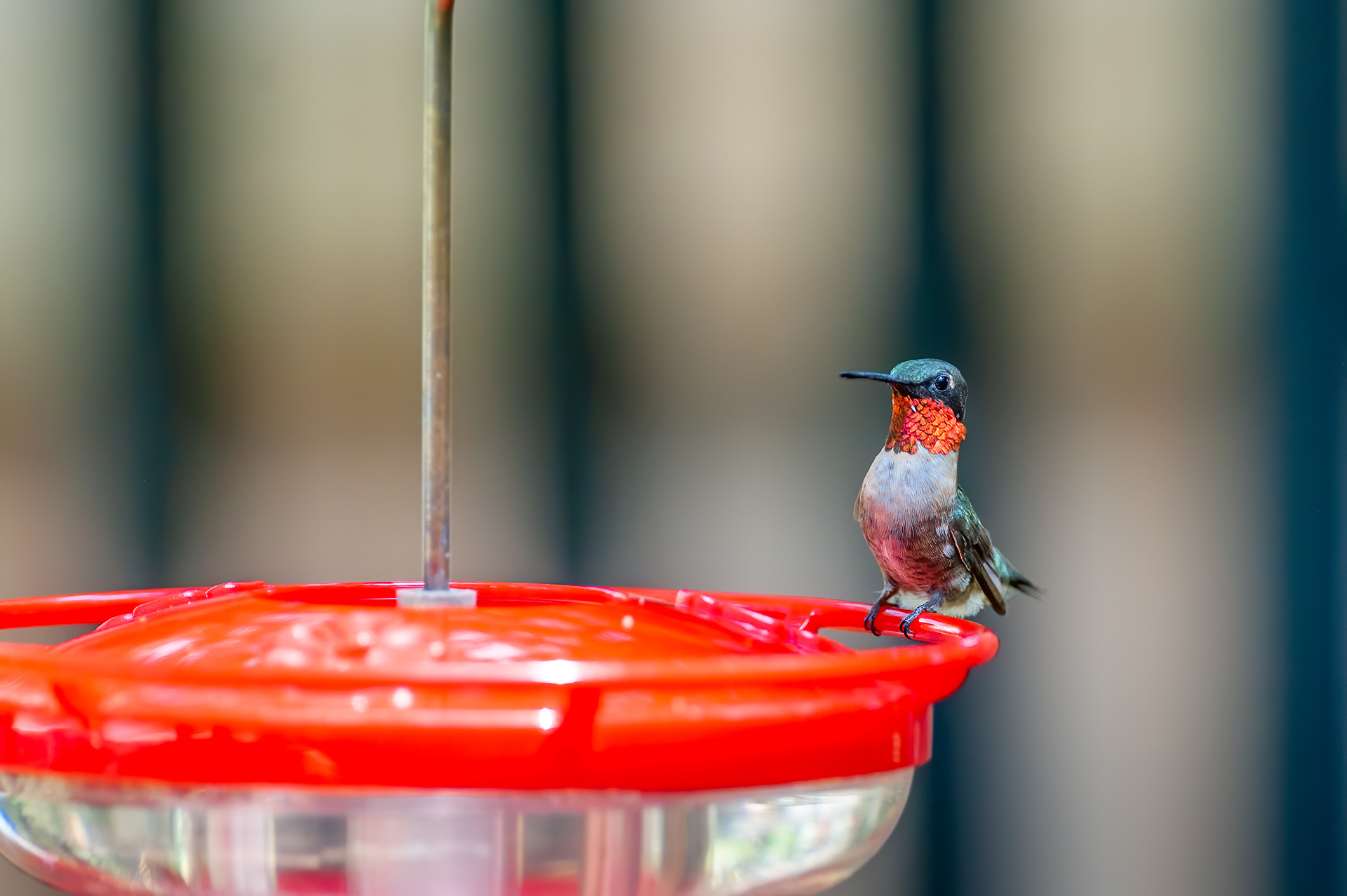 Ruby-throated Hummingbird - Male (Archilochus colubris))