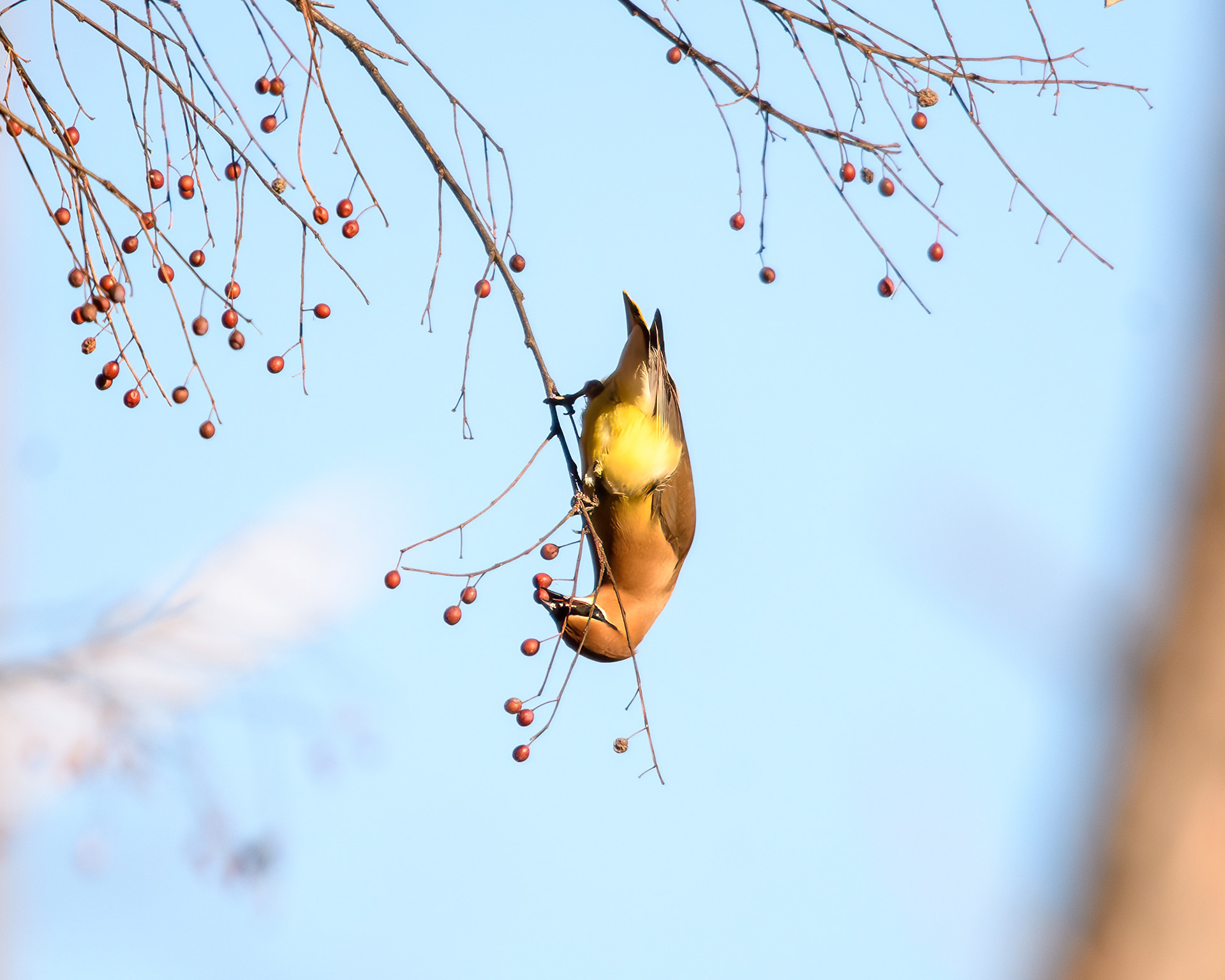 Cedar Waxwing (Bombycilla cedrorum)