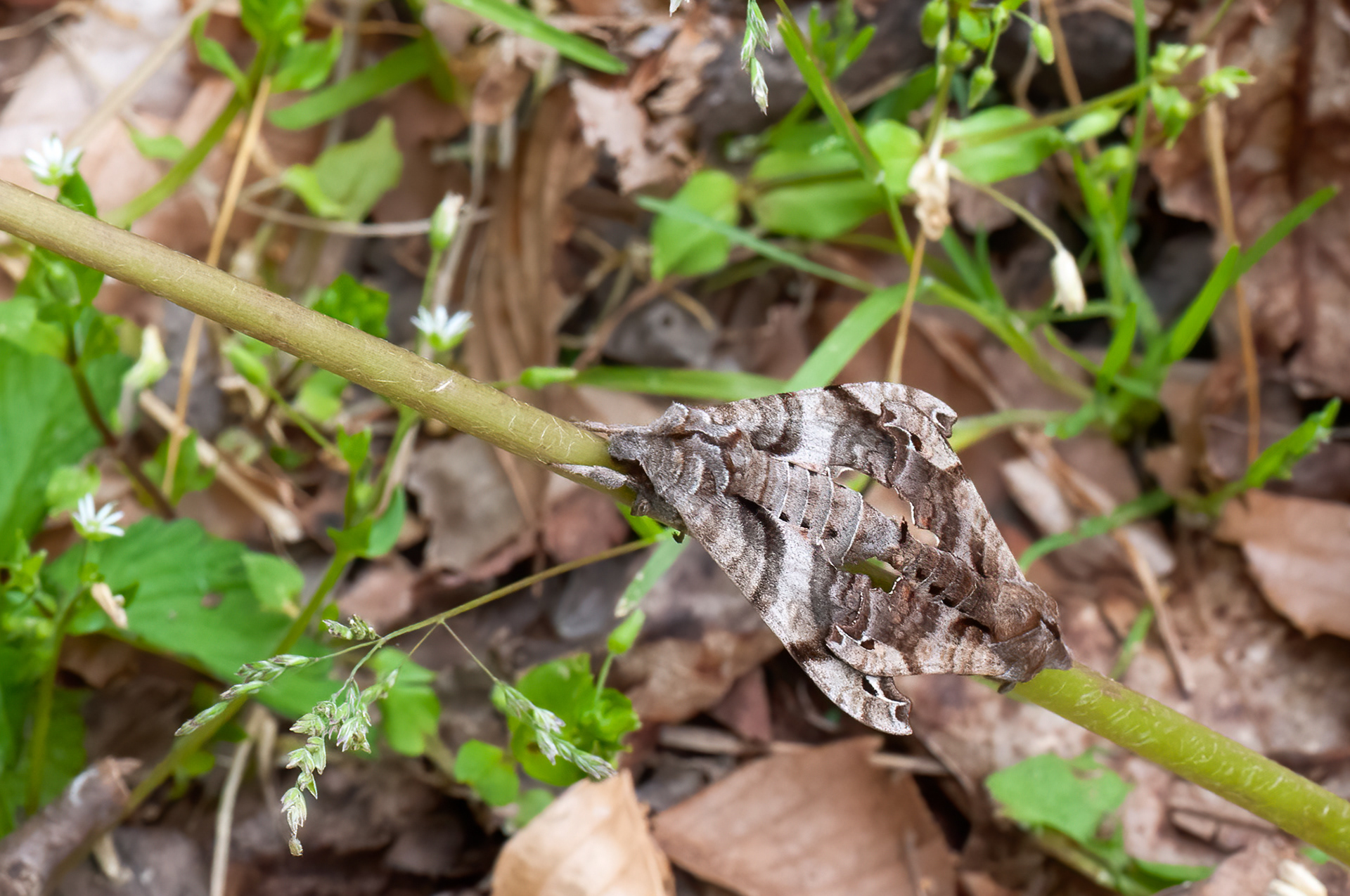 Pandora Sphinx Moths Mating (Eumorpha pandorus)