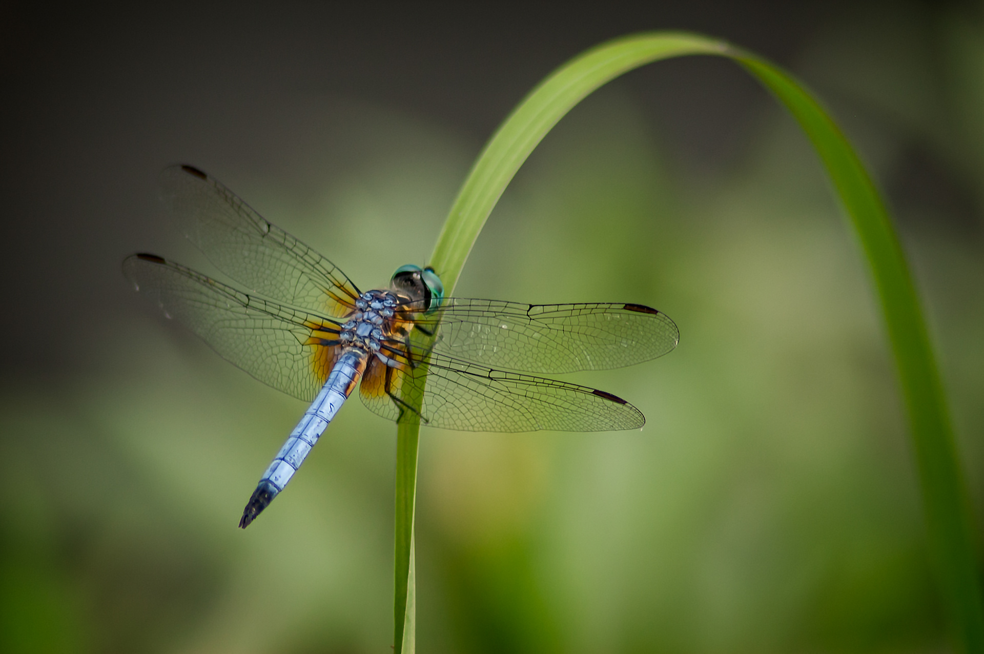 Blue Dasher (Pachydiplax longipennis)