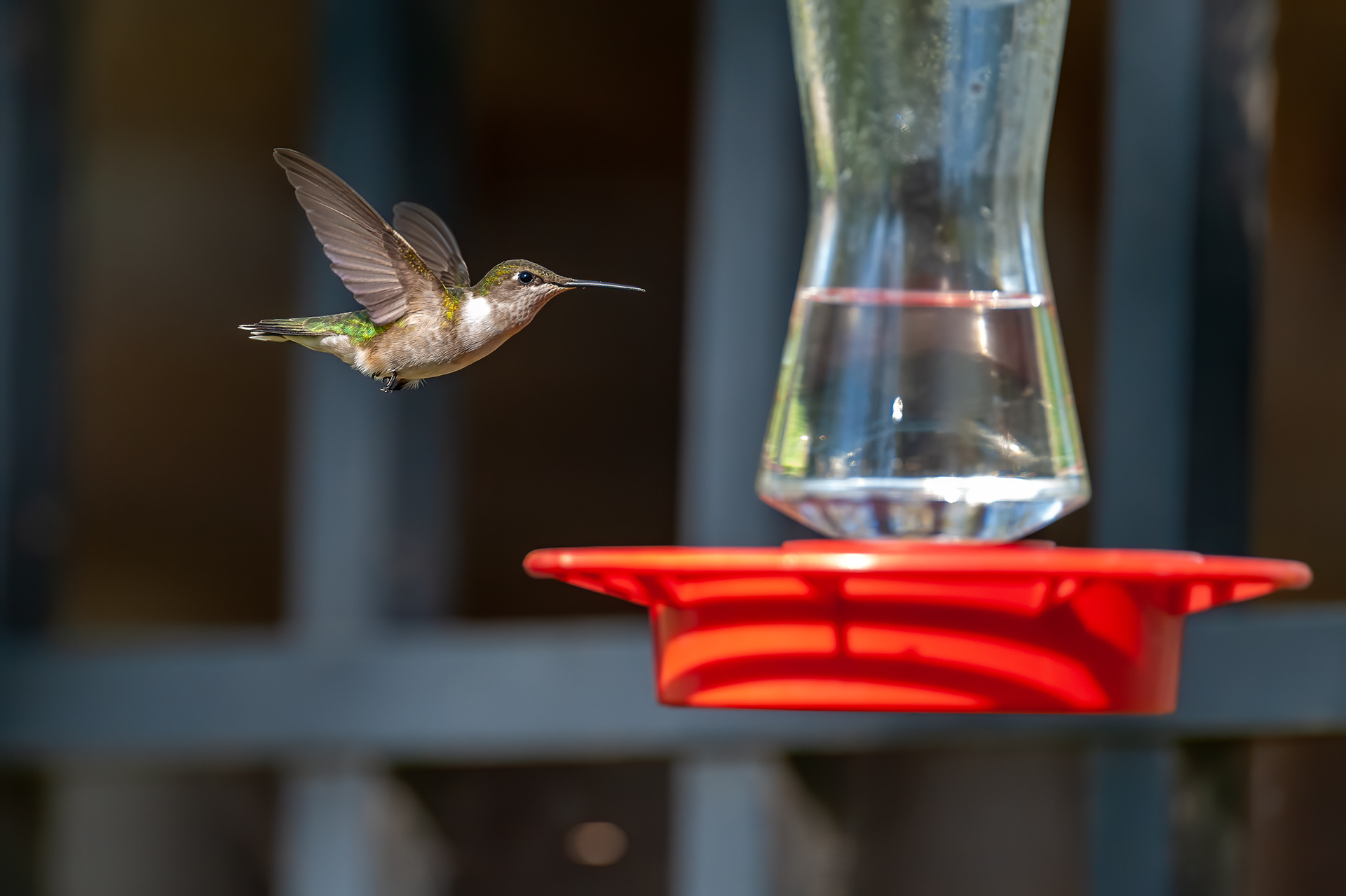 Ruby-throated Hummingbird - Female (Archilochus colubris))