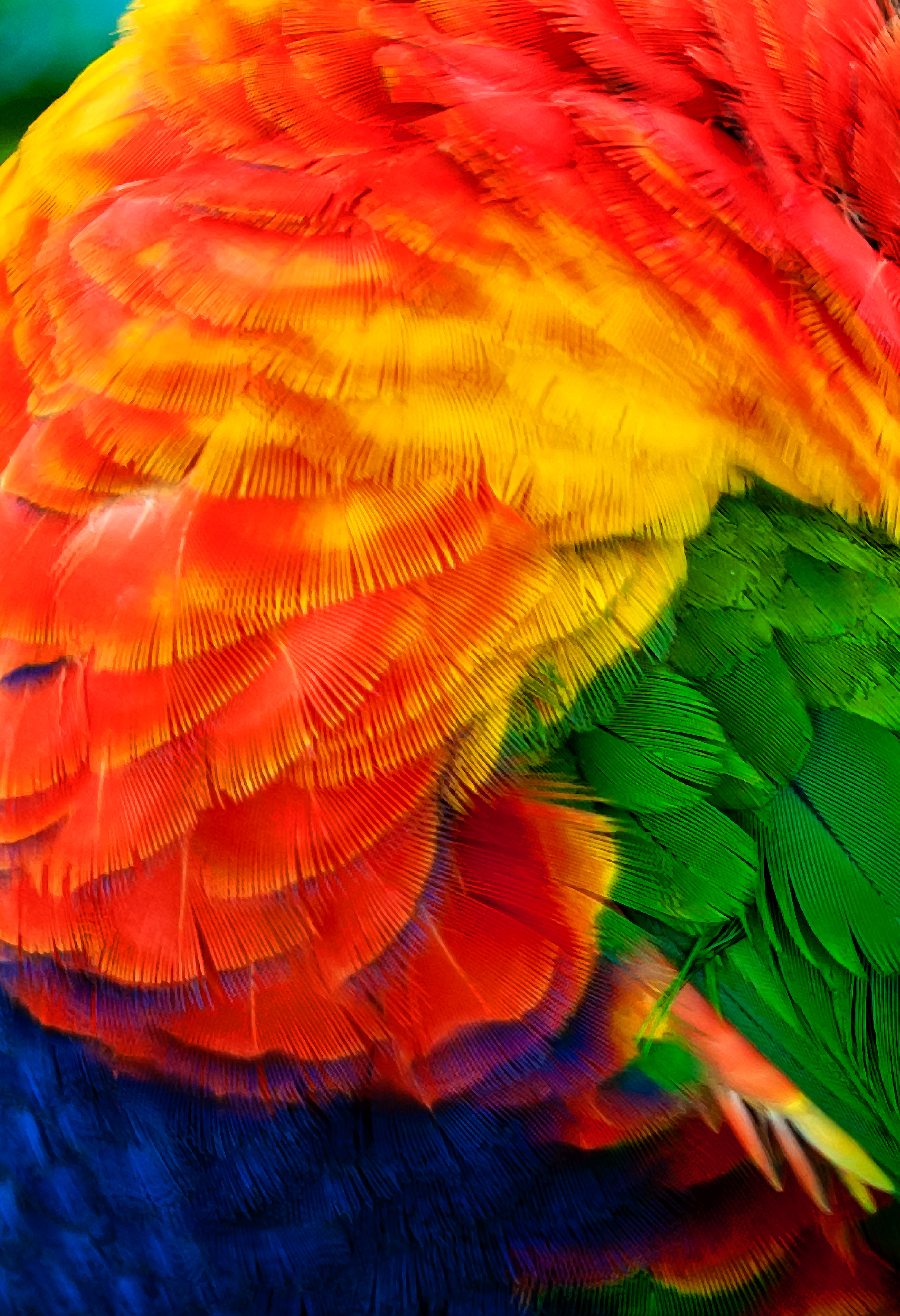 Lorakeet