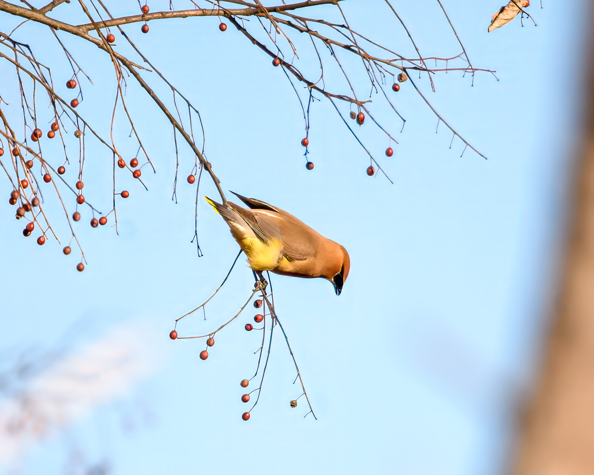 Cedar Waxwing (Bombycilla cedrorum)