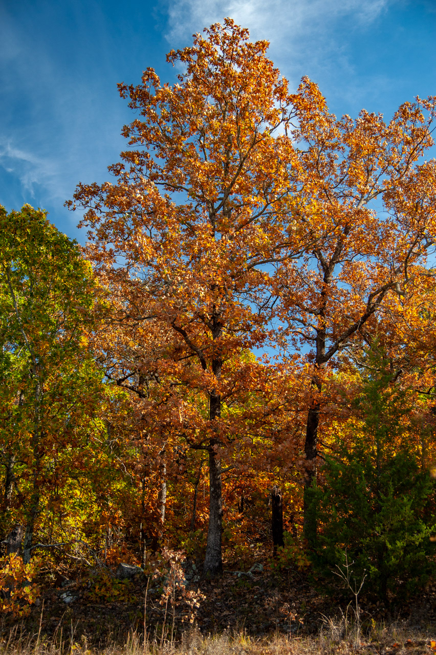 Fall Oak Trees