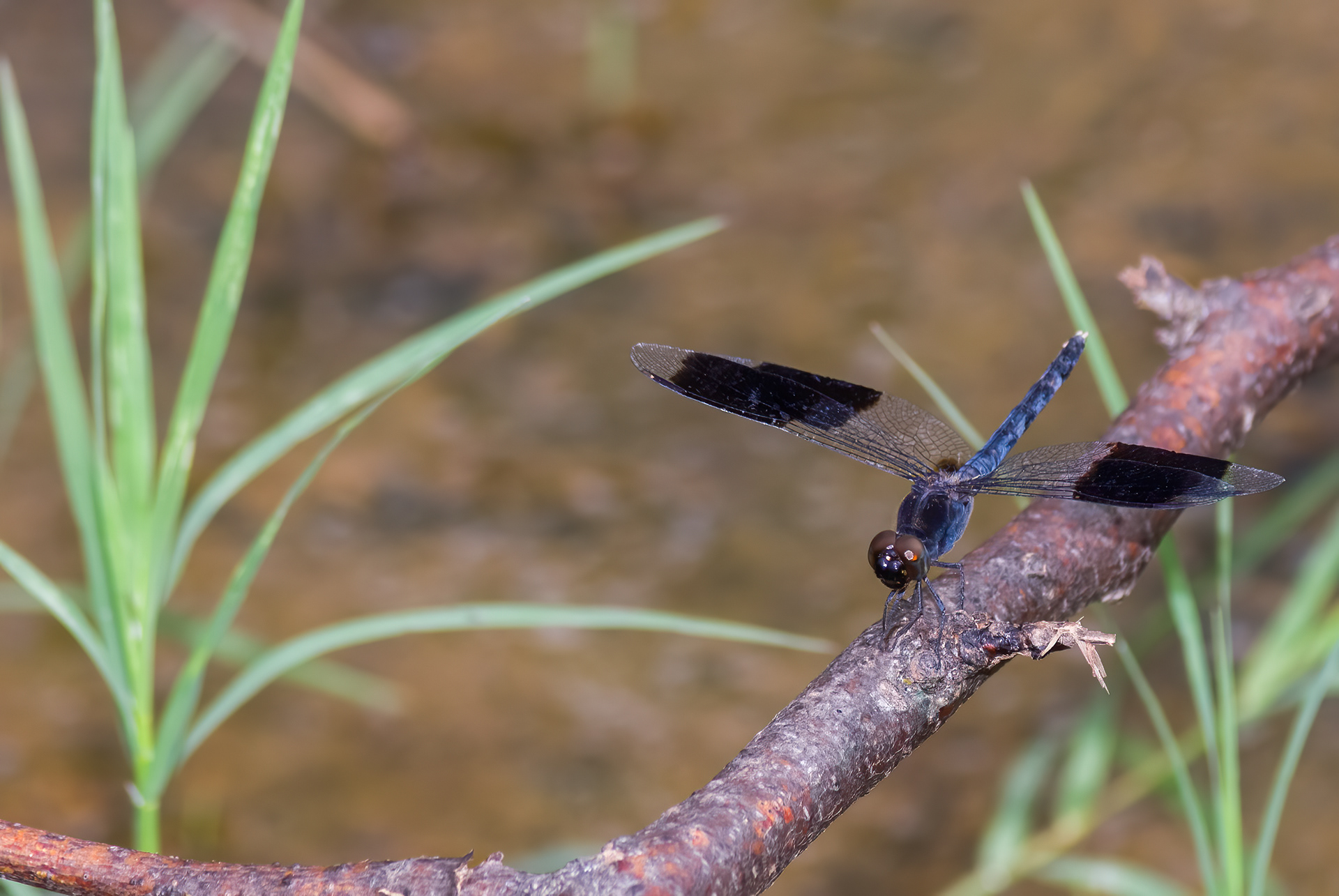 Band-winged Dragonlet (Erythrodiplax umbrata)