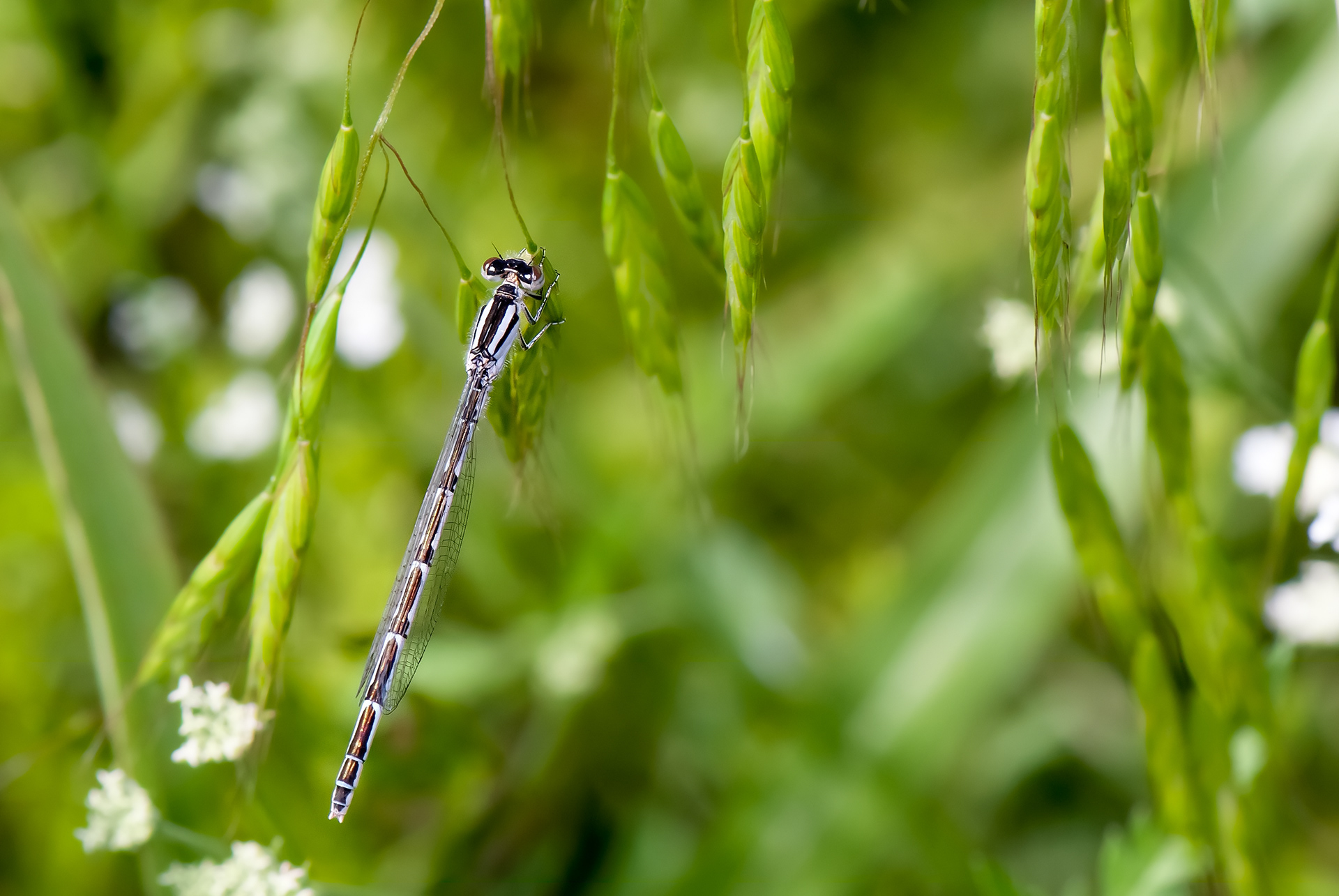 Double-striped Bluet