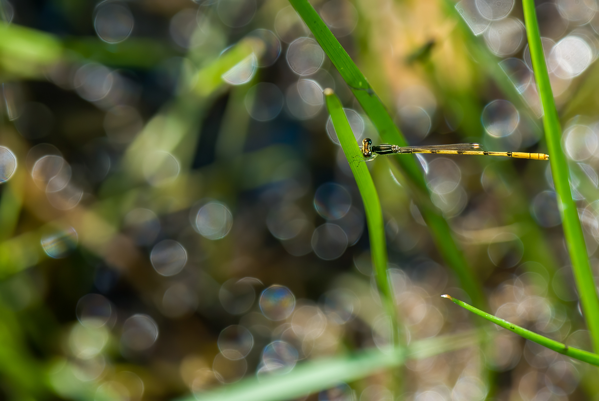 Citrine Forktail (Ischnura hastata)