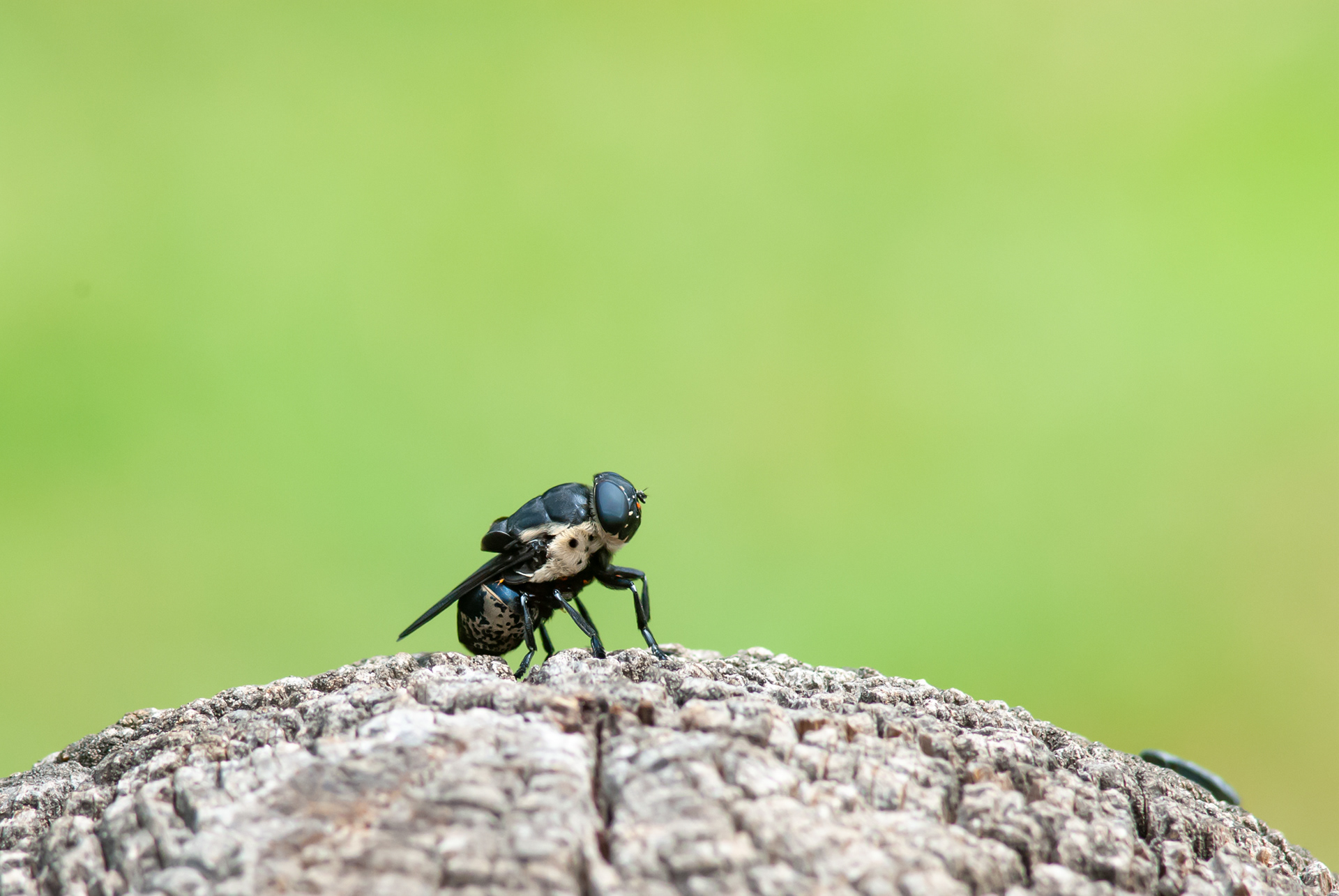 Bott Fly (Oestridae)