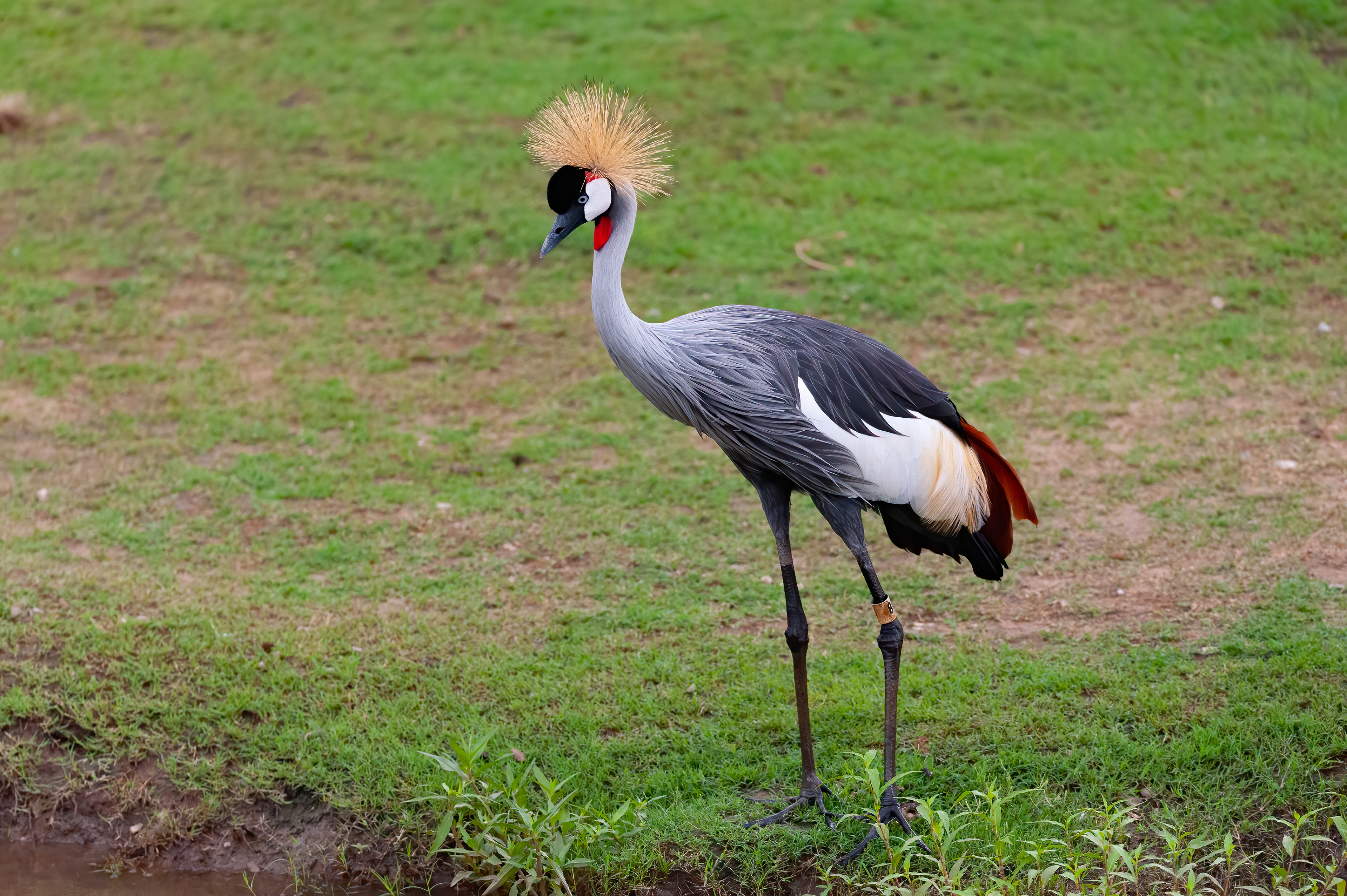 Crowned Crane