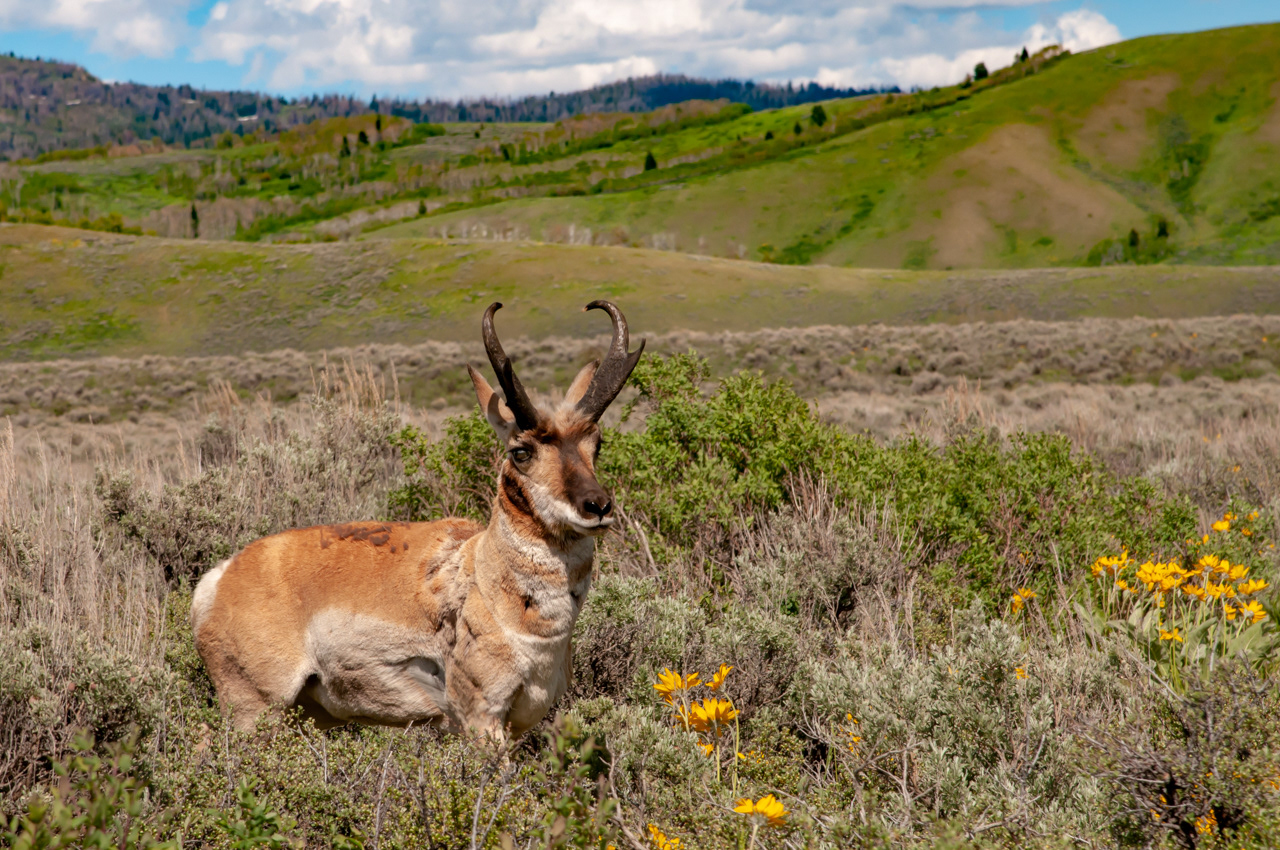 Pronghorn Antelope Grand Teton National Park