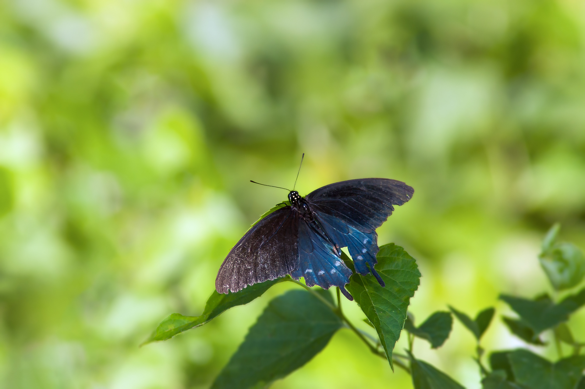 Pipevine Swallowtail Butterfly