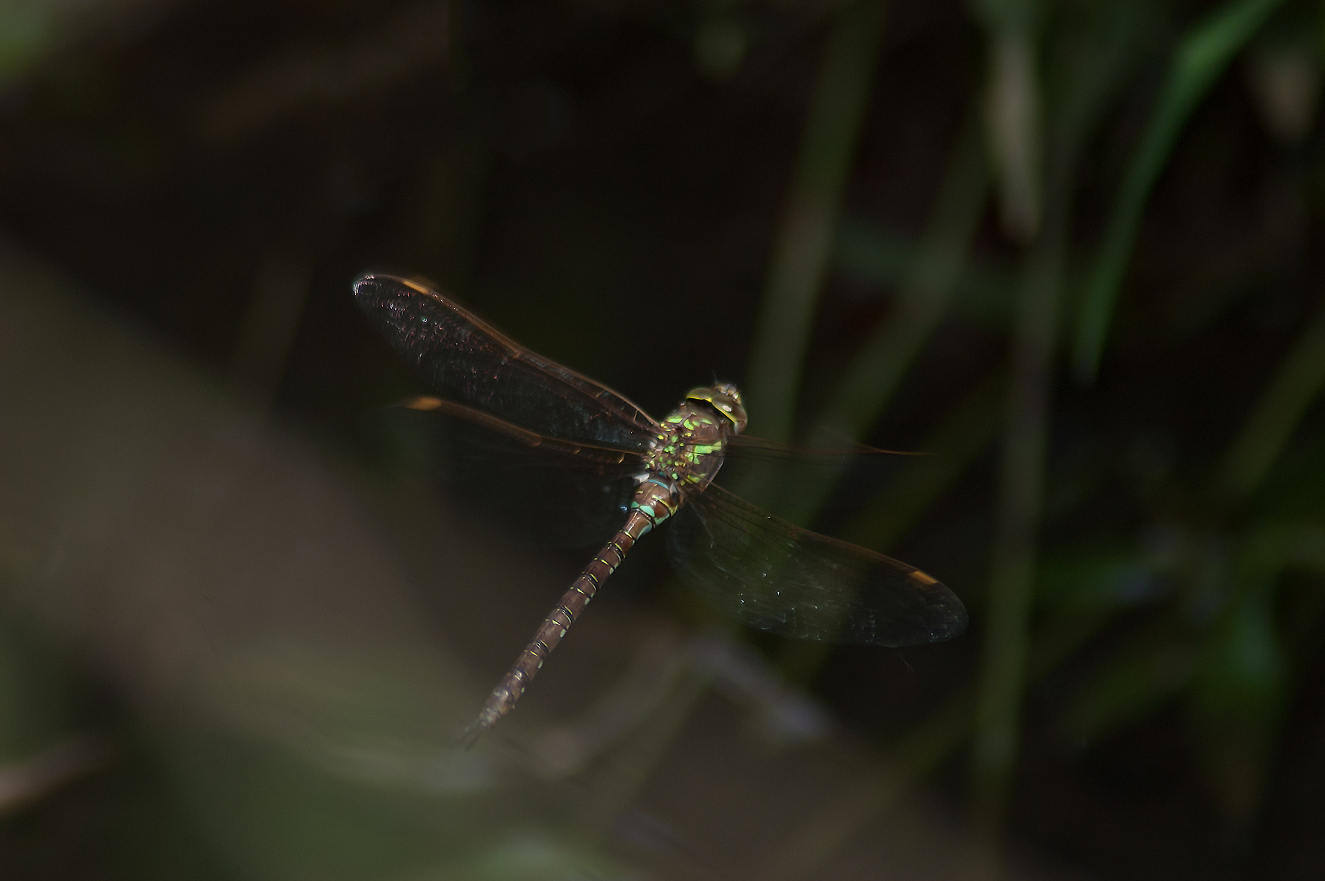 Swamp Darner (Epiaeschna heros)