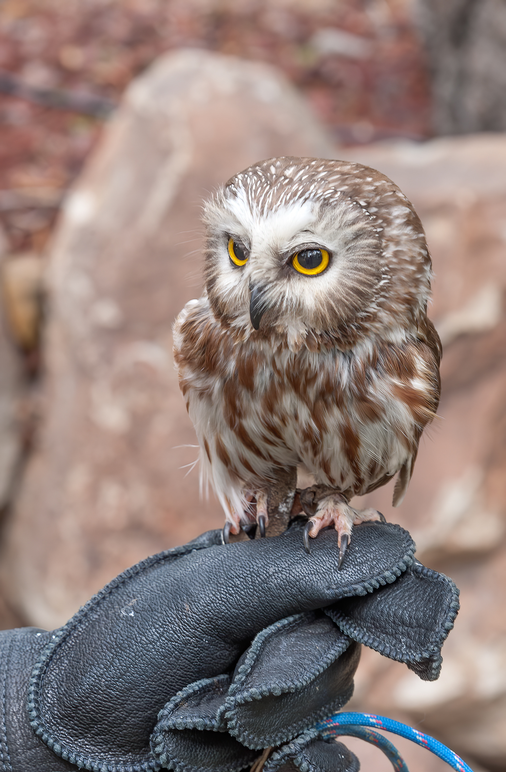 Northern Saw-whet Owl (Aegolius acadicus)