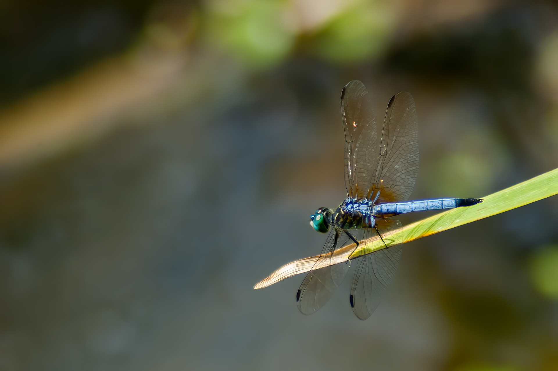 Blue Dasher (Pachydiplax longipennis)