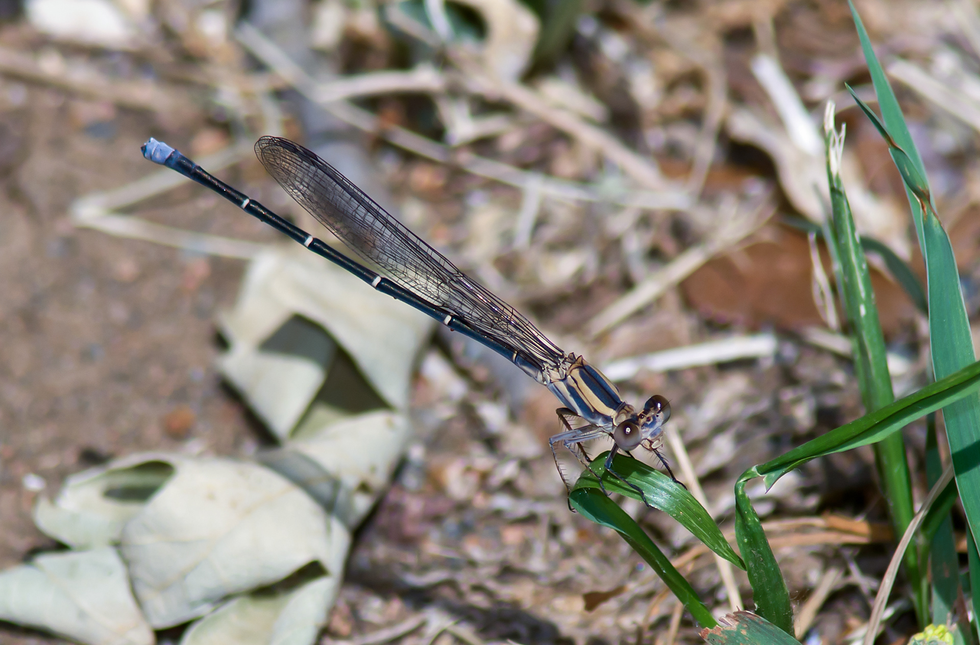 Blue-tipped Dancer (Argia tibialis)