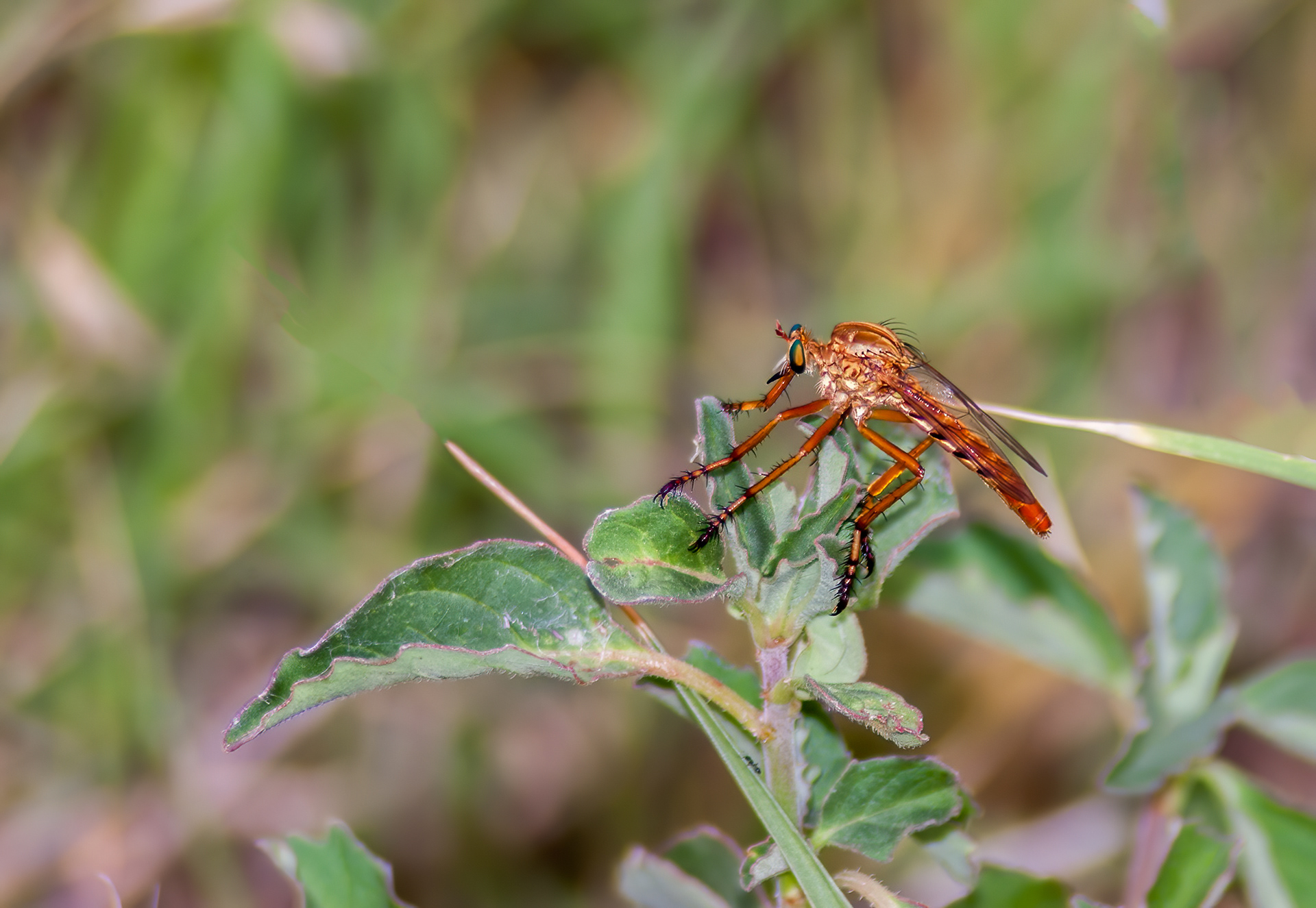 Robber Fly (Blepharepium sonorensis)