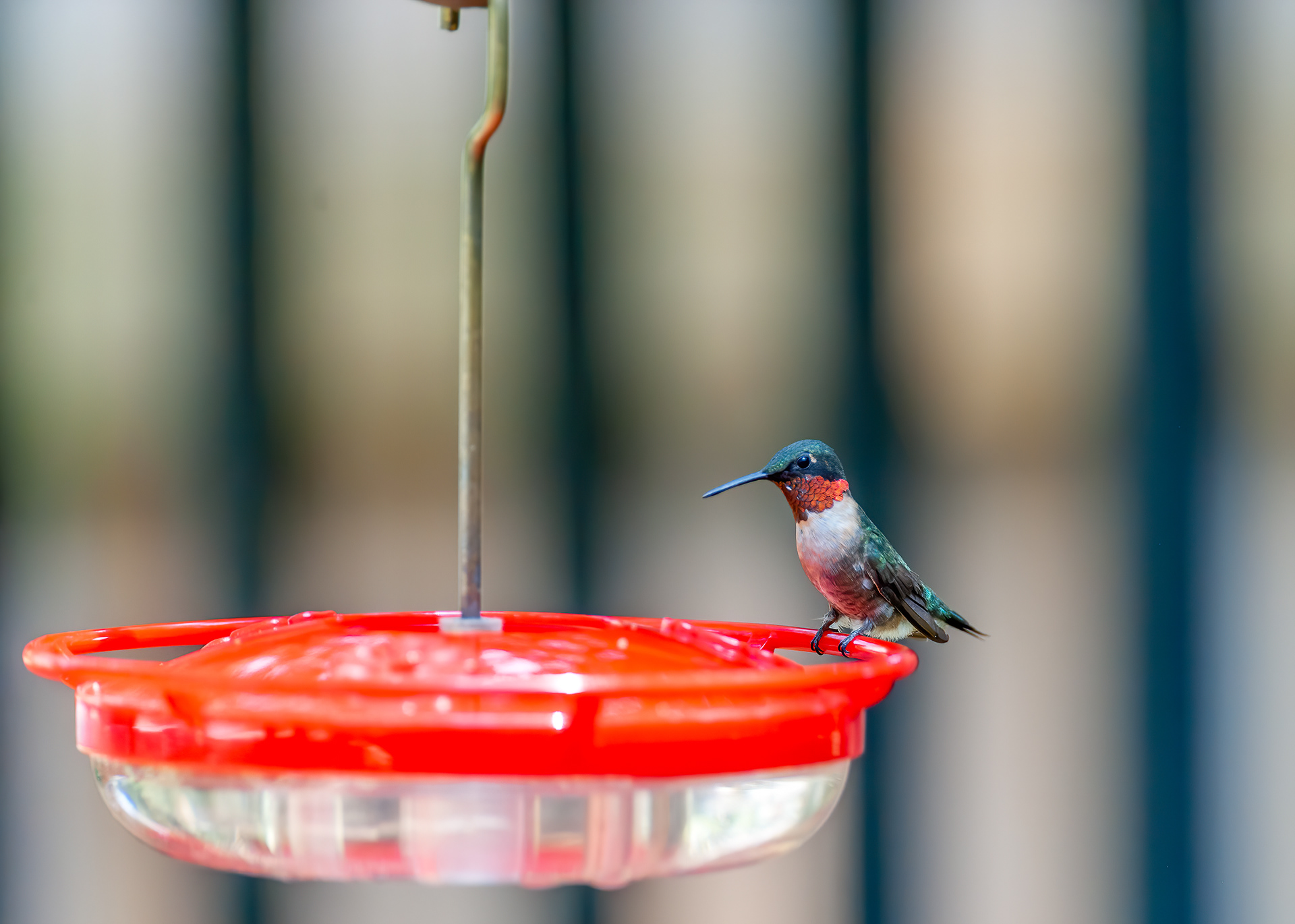 Ruby-throated Hummingbird - Male (Archilochus colubris))