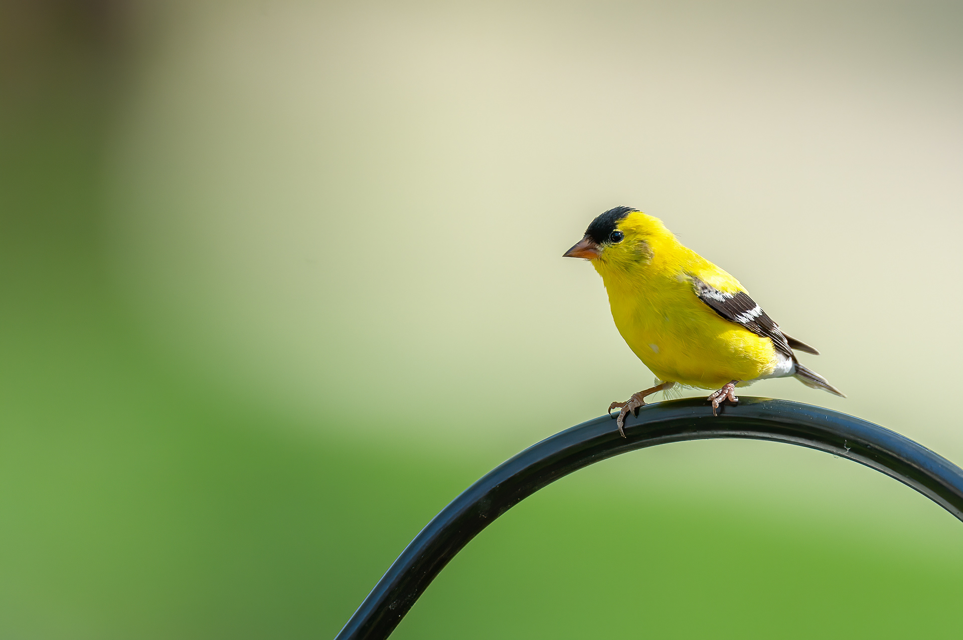 American Goldfinch - Male (Spring)