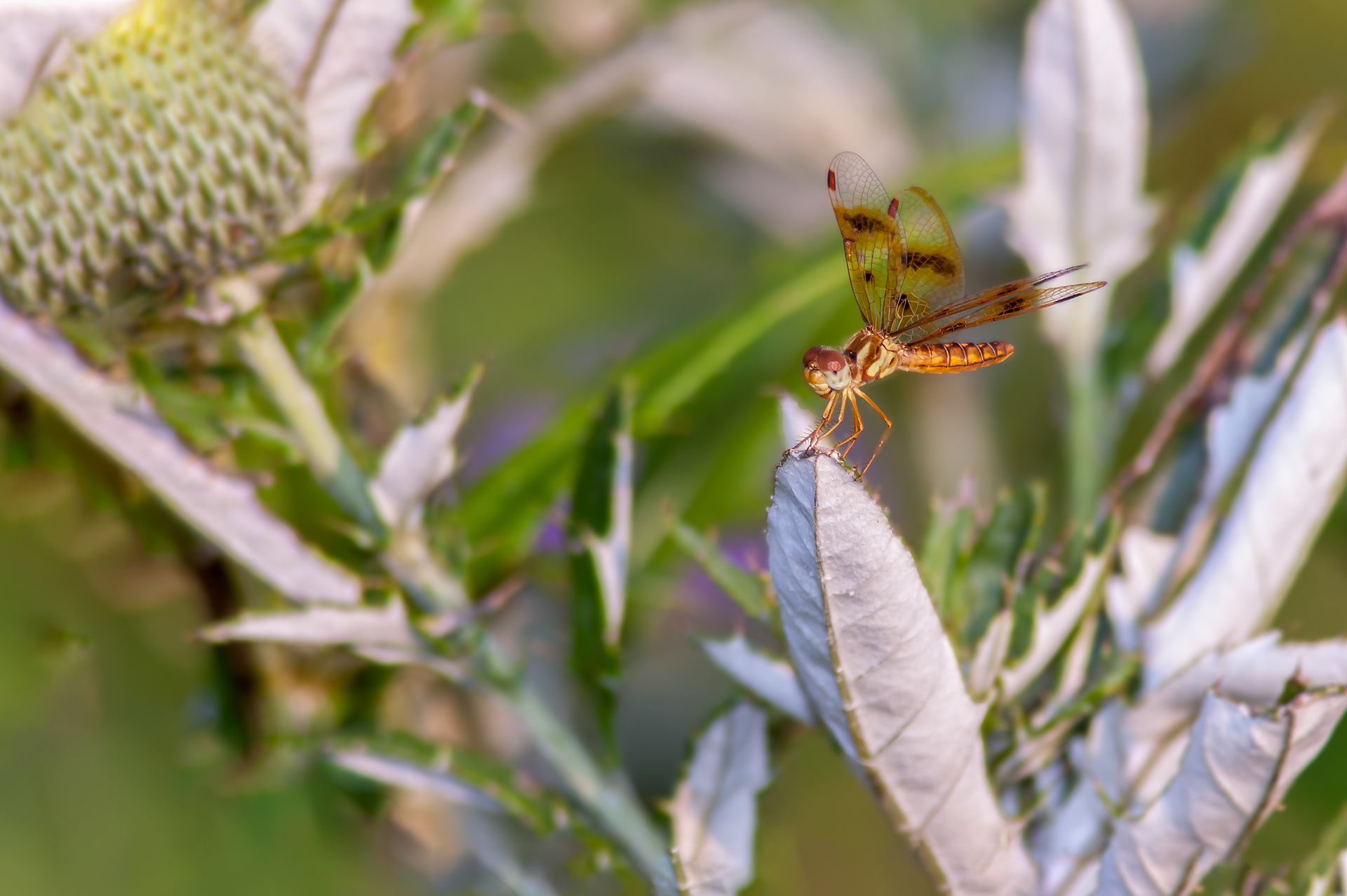 Eastern Amberwing (Perithemis tenera)