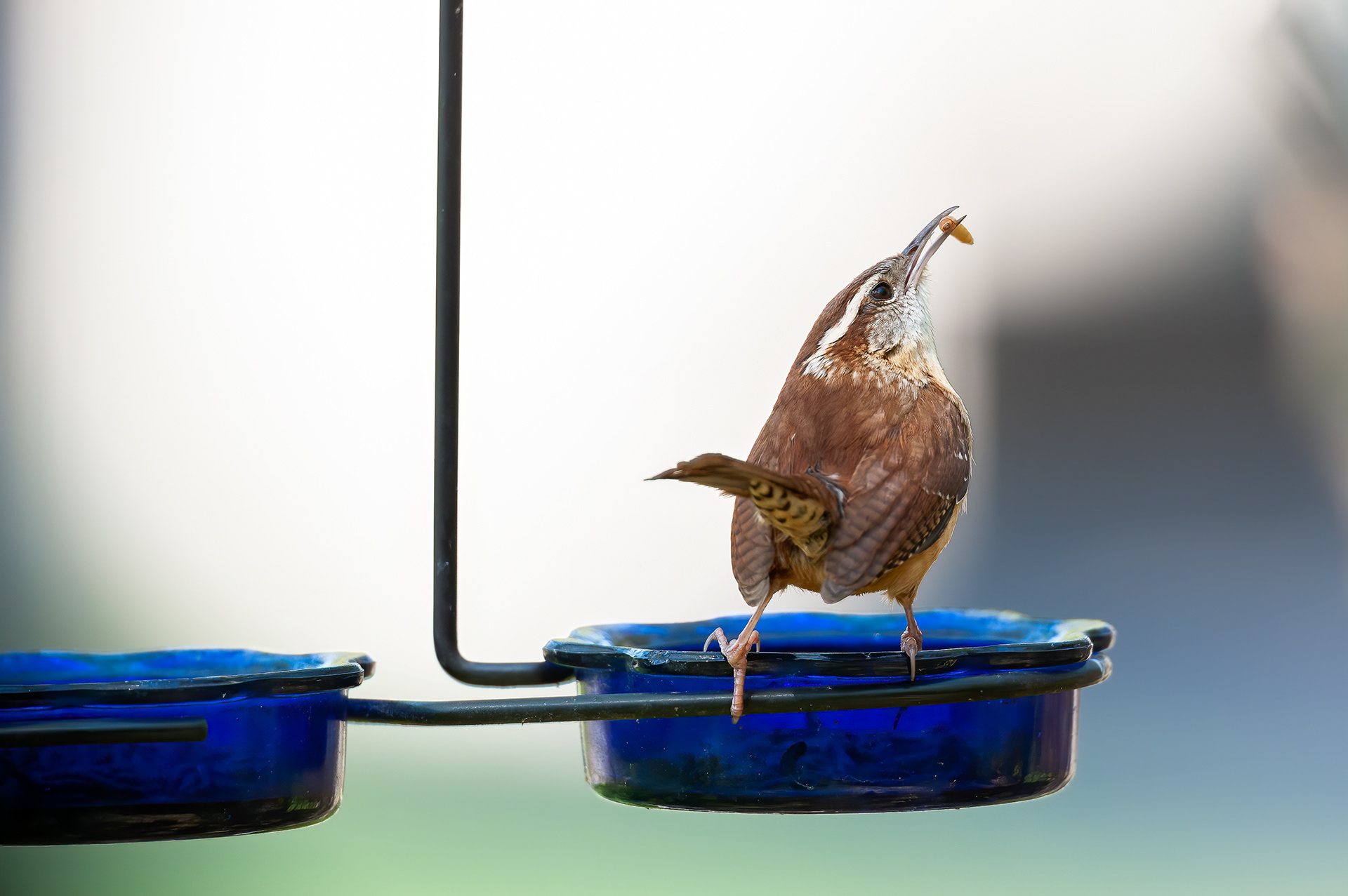 Carolina Wren
