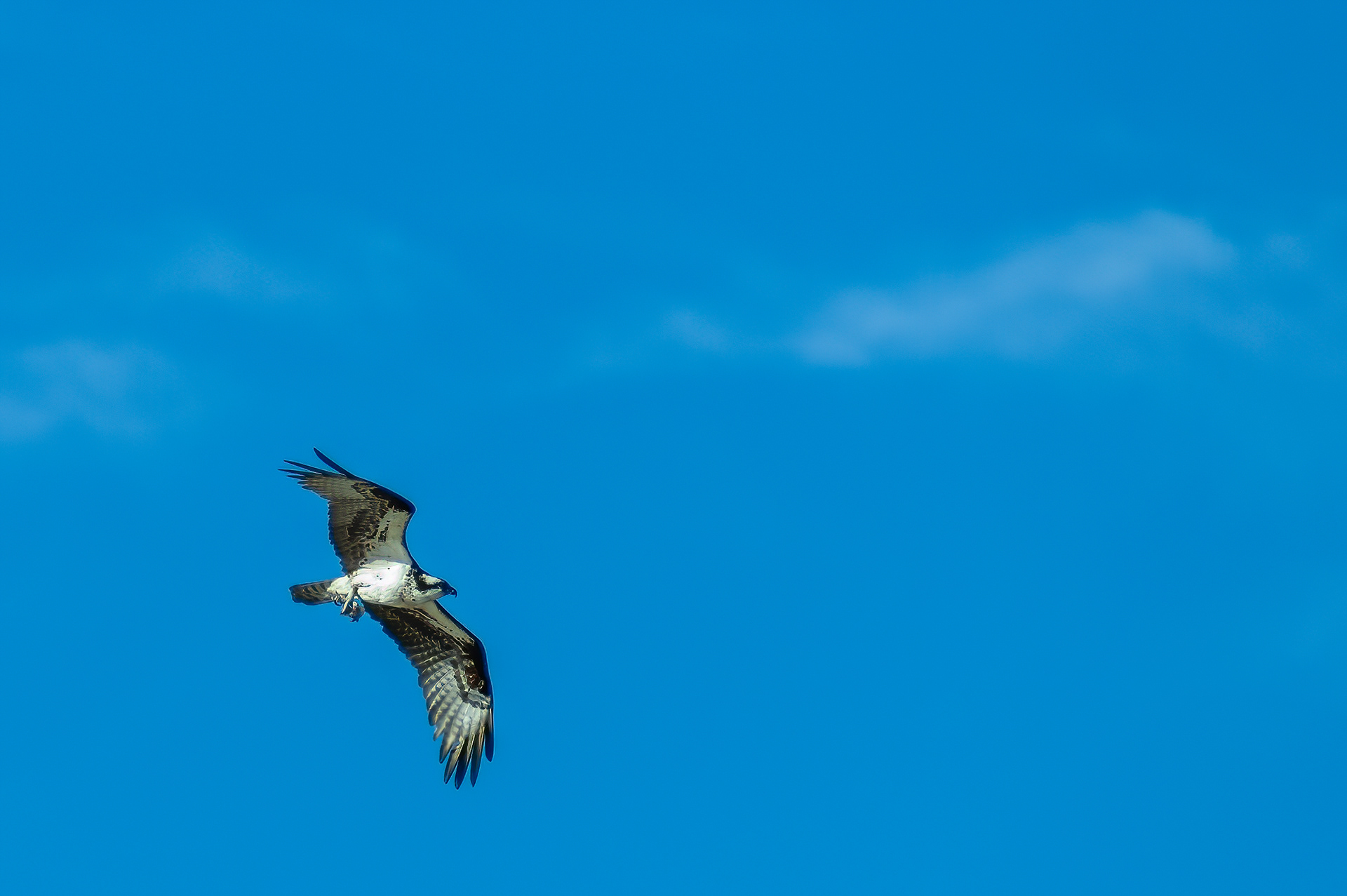 Osprey (Pandion haliaetus)