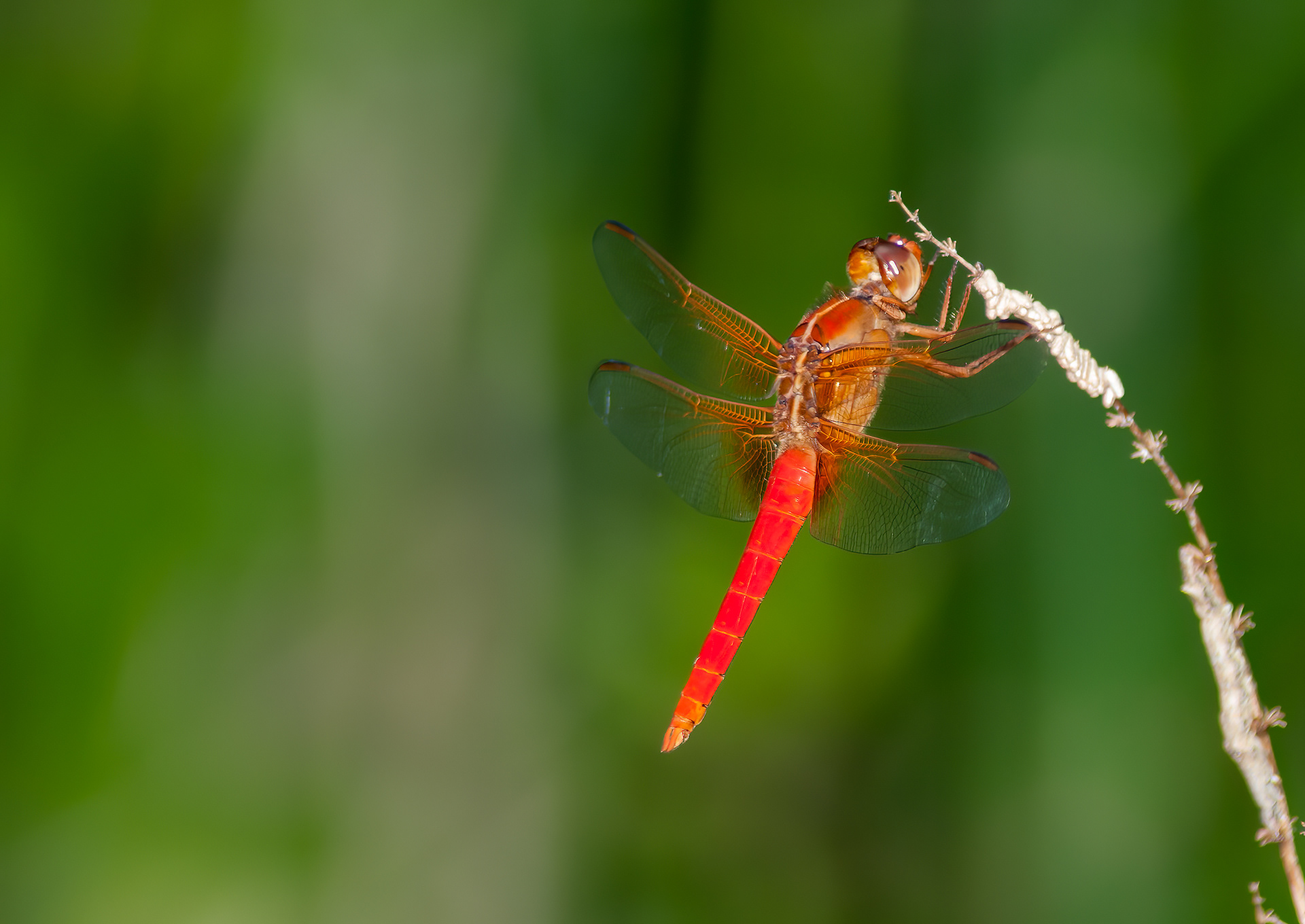 Neon Skimmer (Libellula croceipennis)