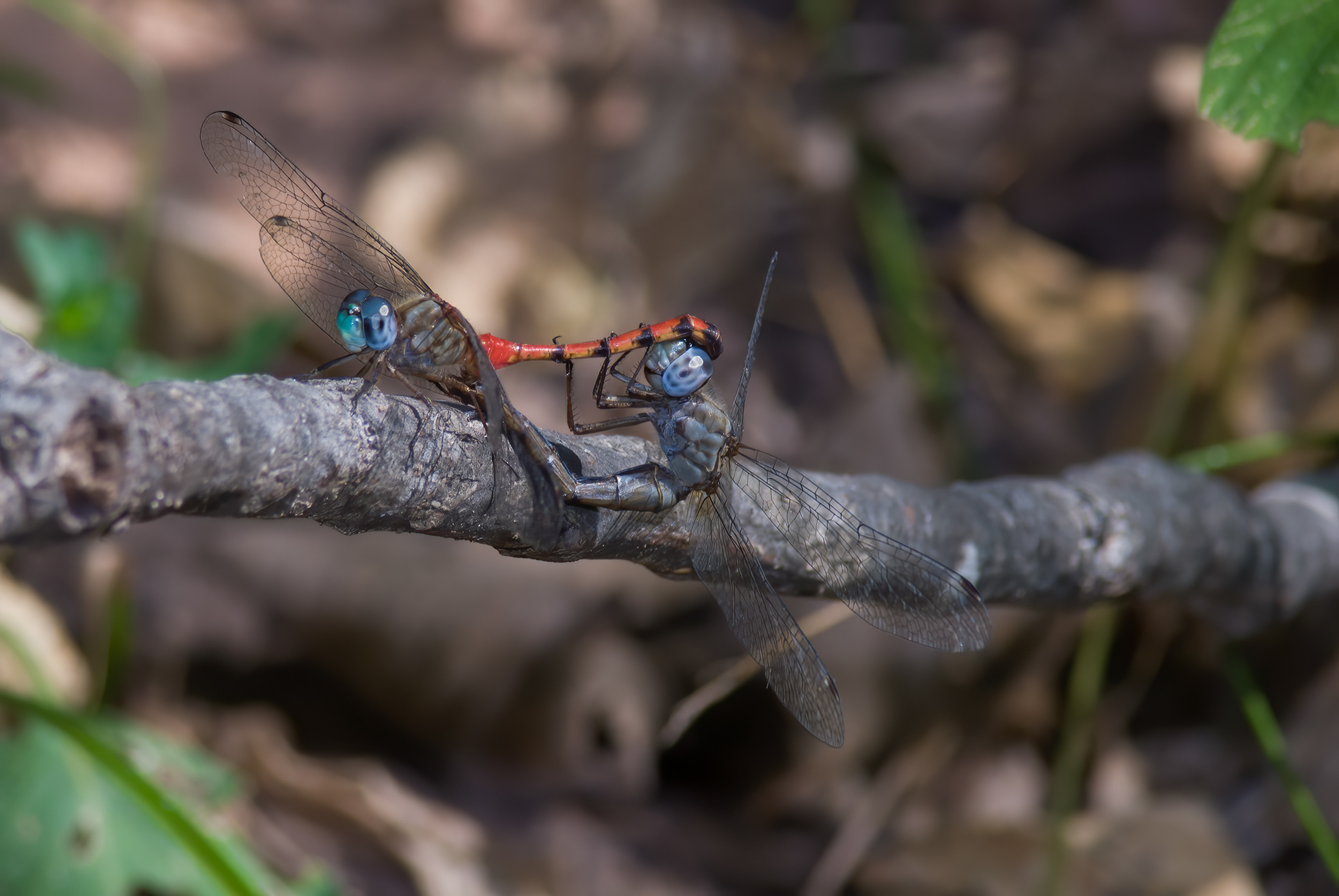 Blue-faced Meadowhawk (ympetrum ambiguum,)