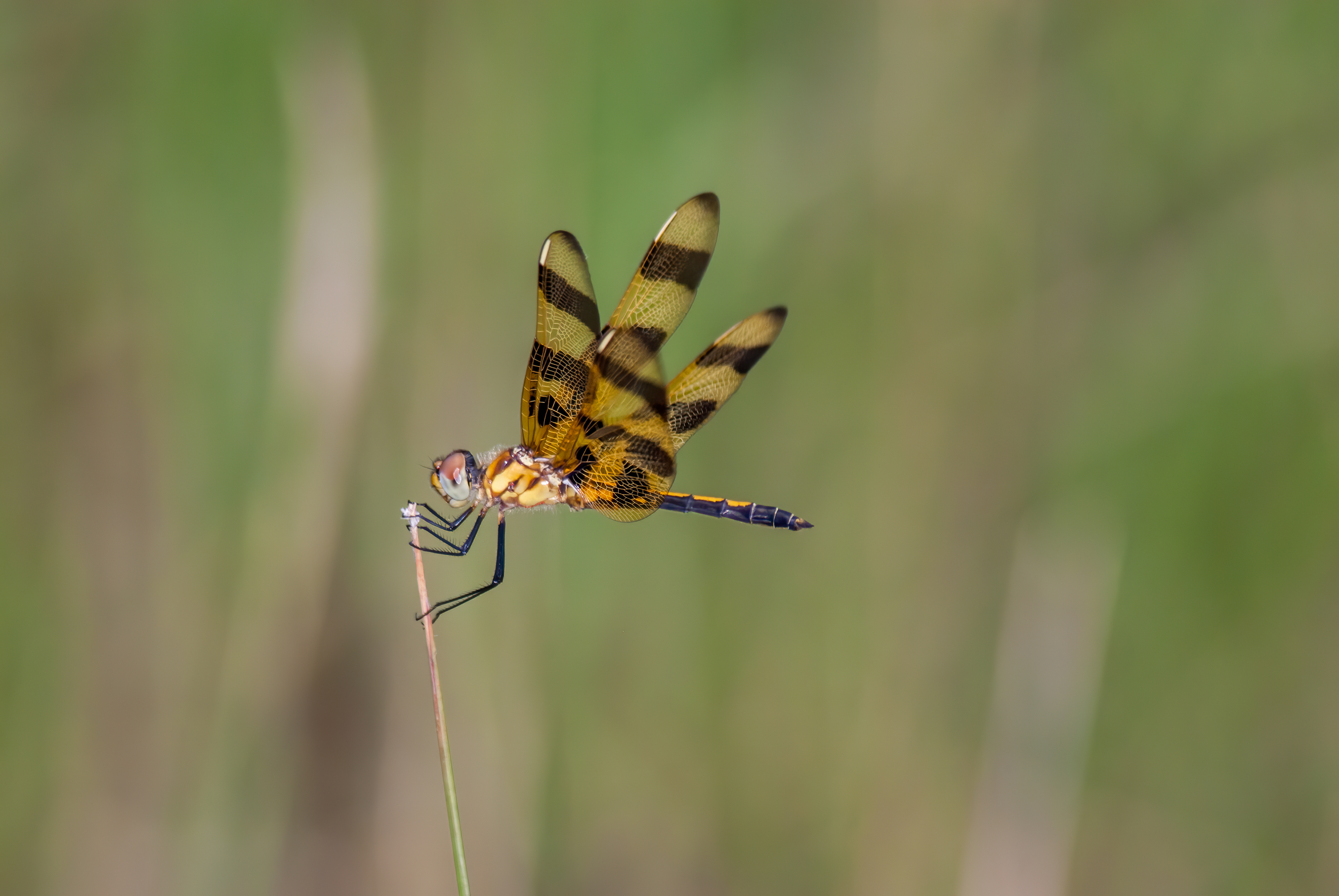 Halloween Pennant  (Celithemis eponina)