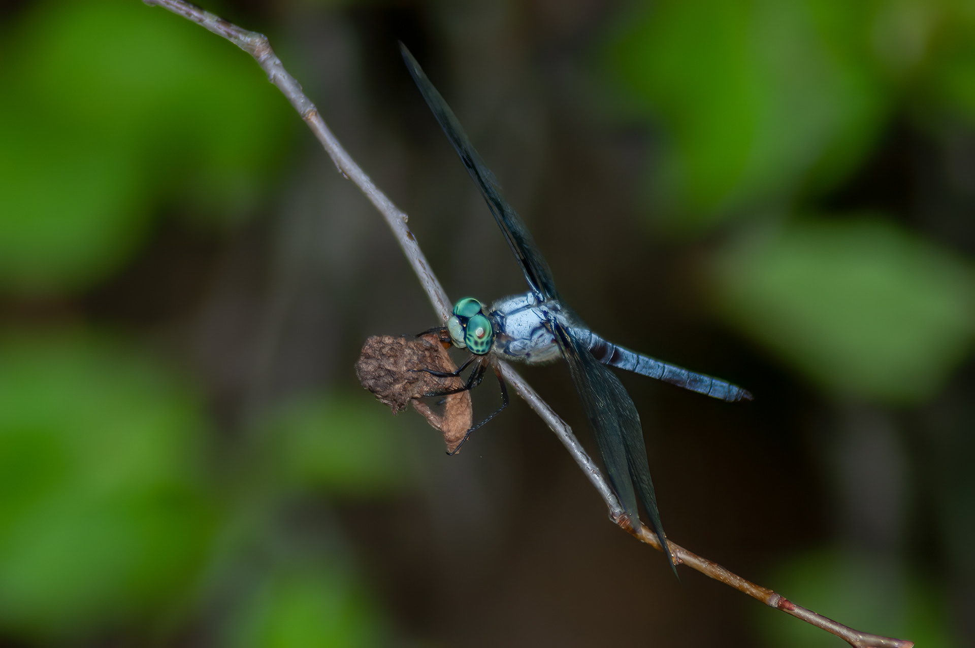 Great Blue Skimmer -  Male (Libellula vibrans)