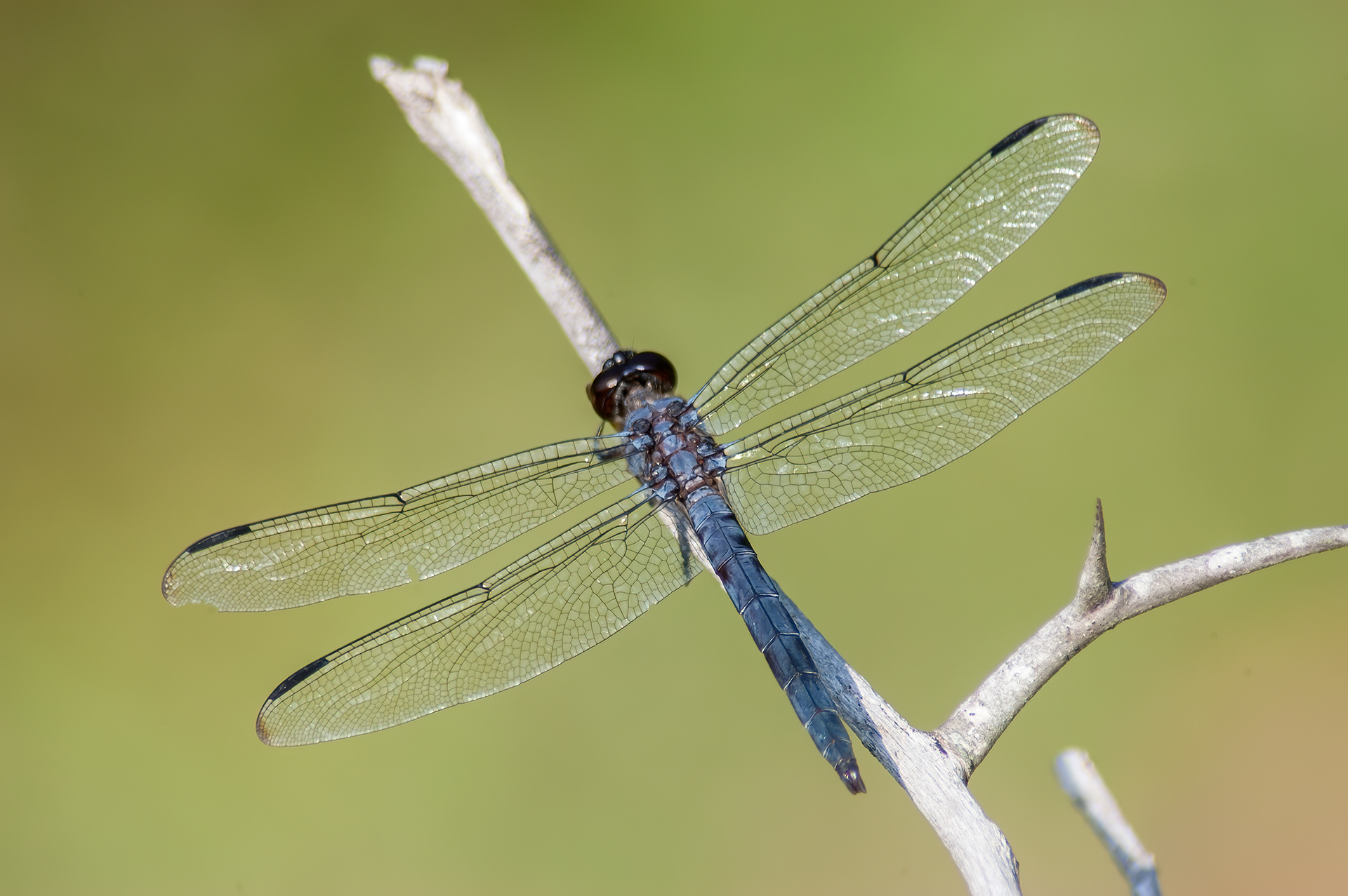 Slaty Skimmer - Male (Libellula incesta) ODC Record #7307