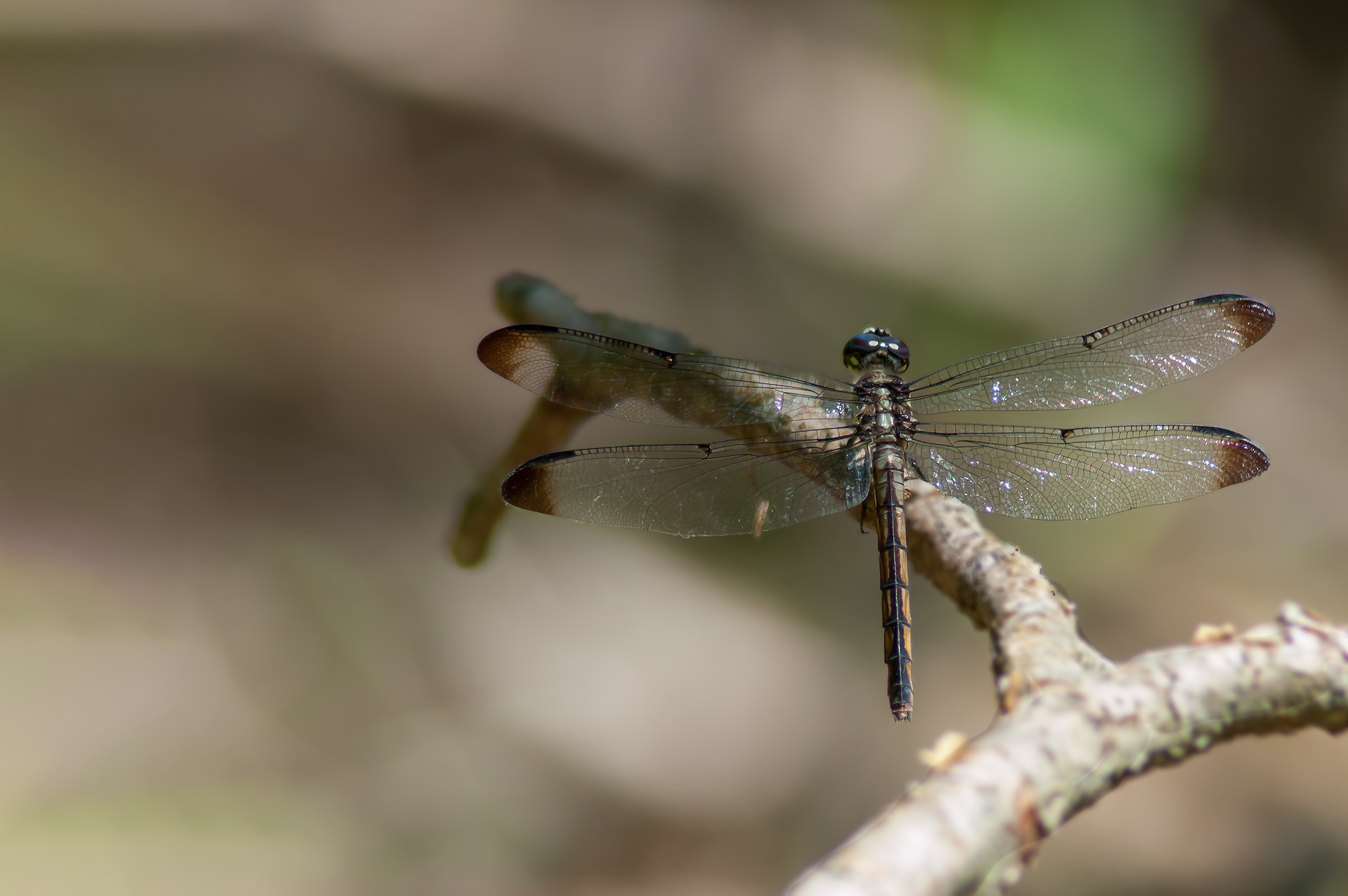 Slaty Skimmer - Female (Libellula incesta
