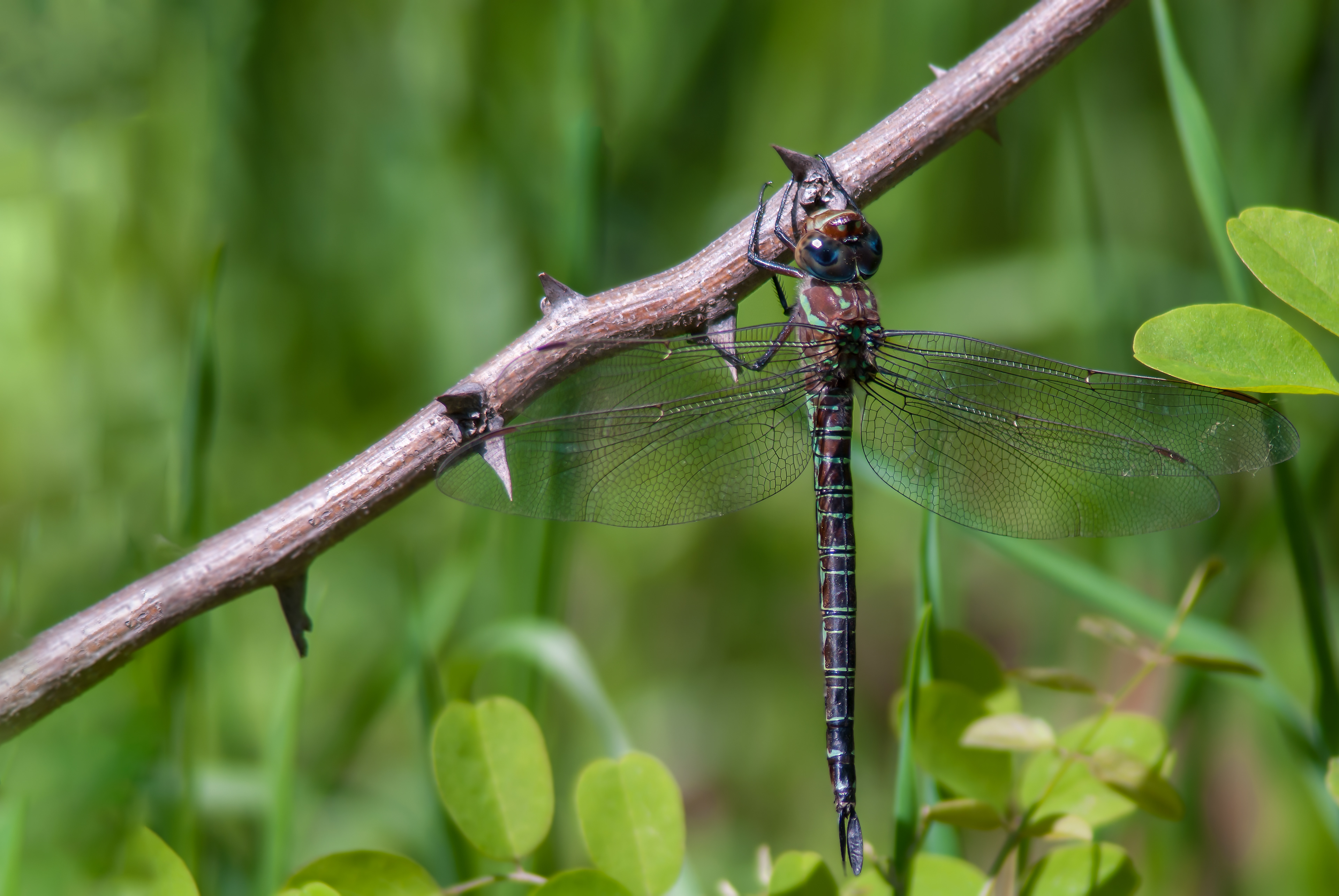 Swamp Darner (Epiaeschna heros) ODC Record #7599