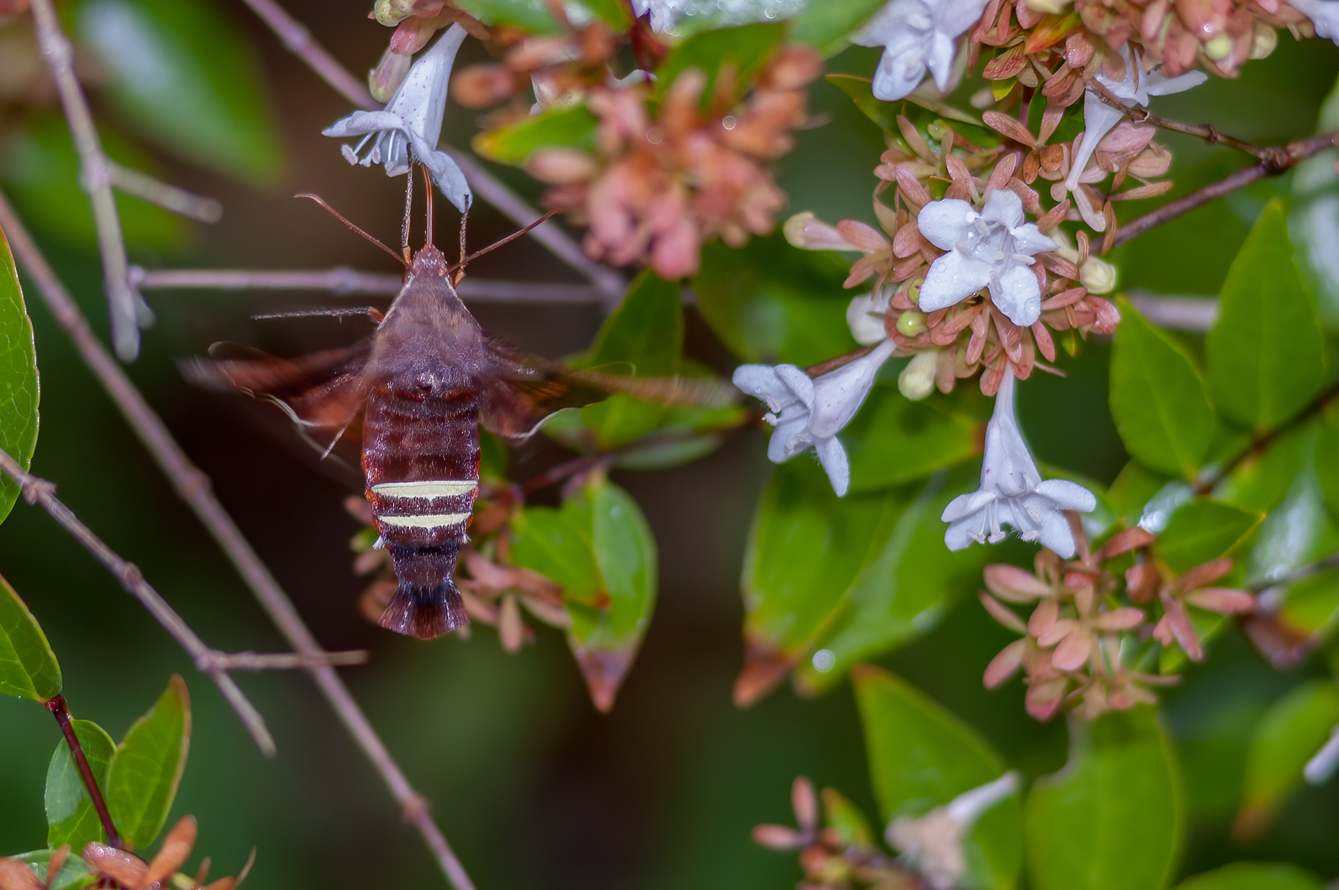 Nessus Sphinx Moth (Amphion floridensis)
