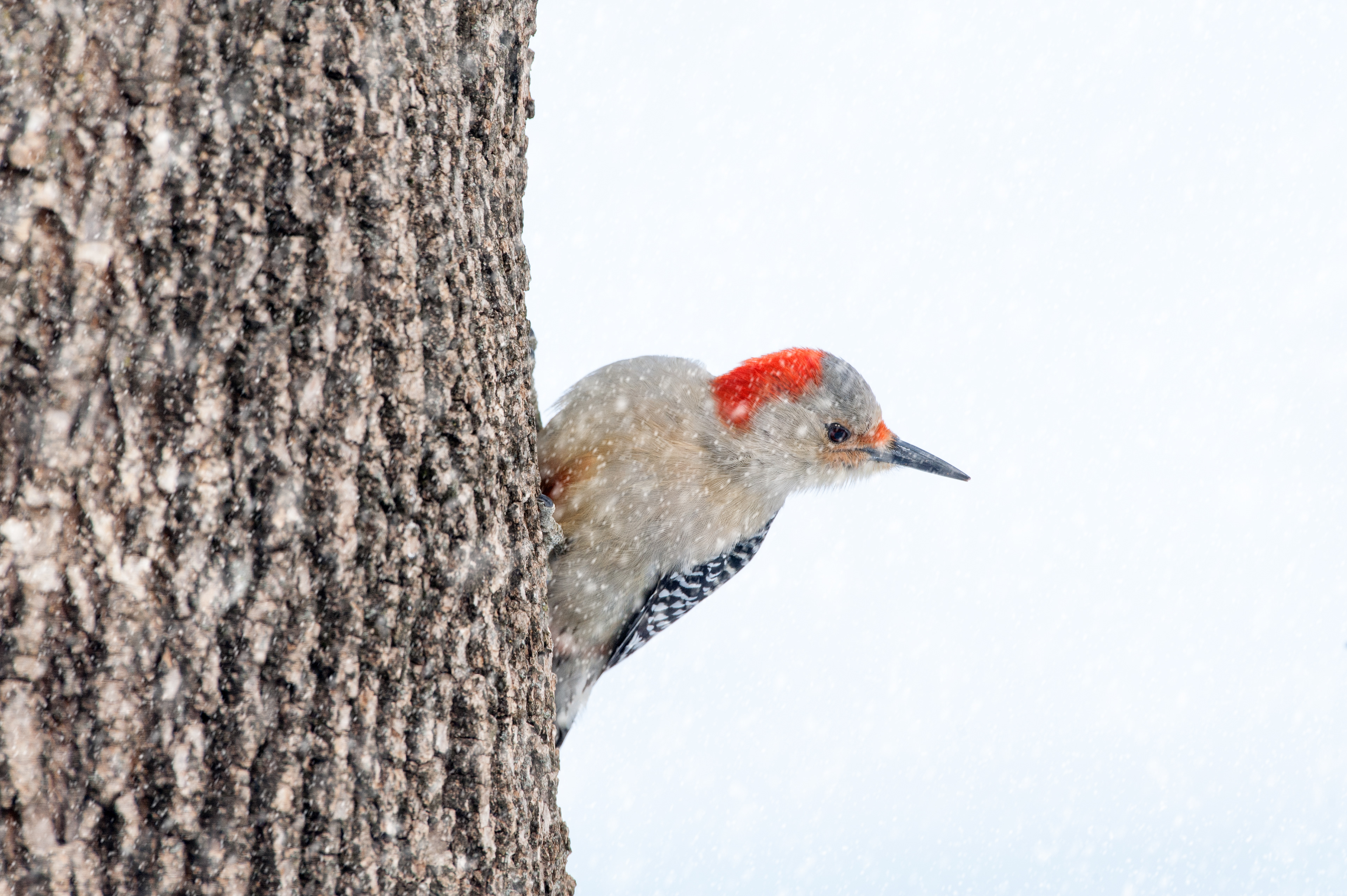 Red-bellied Woodpecker