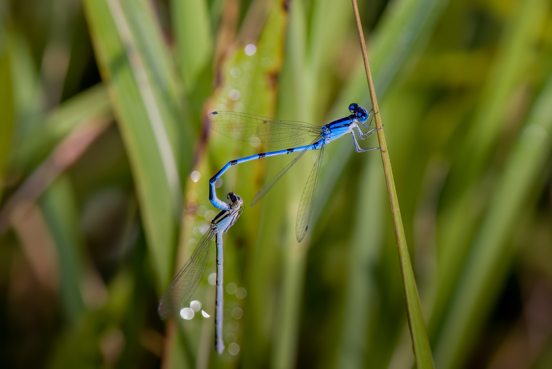 Familiar Bluet  (Enallagma civile)